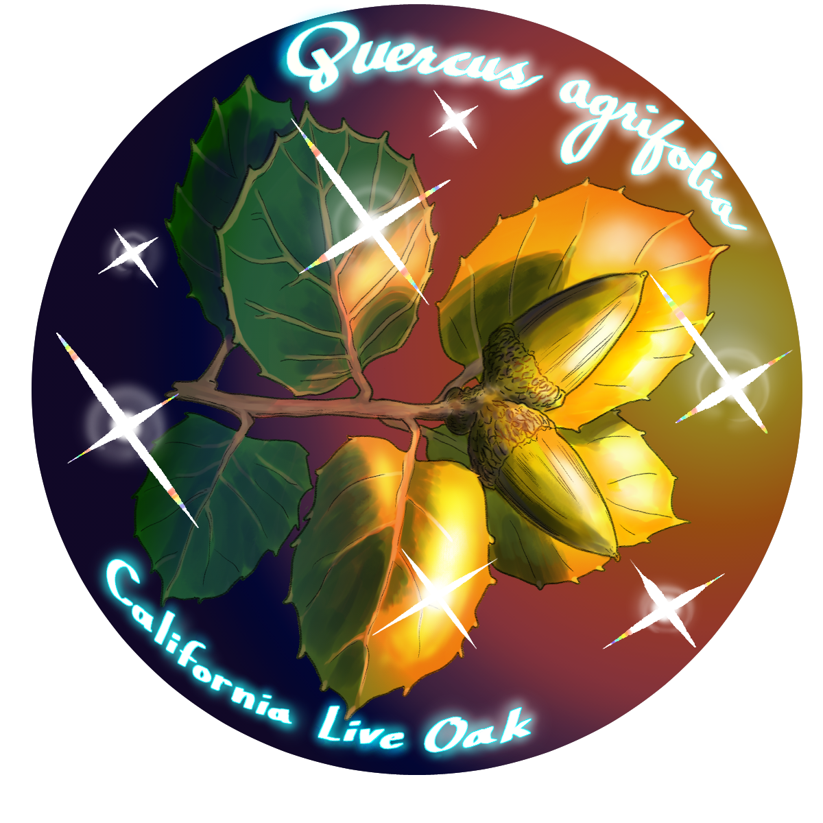 california live oak.png