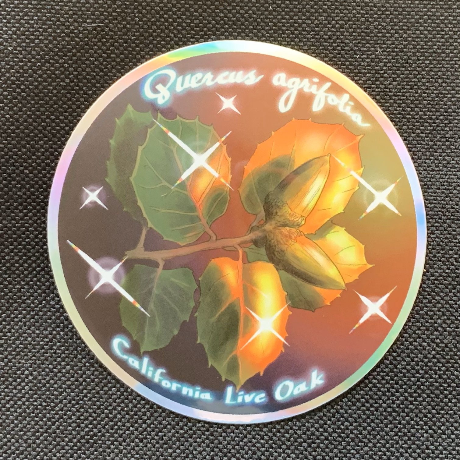 california_live_oak_sticker.jpg