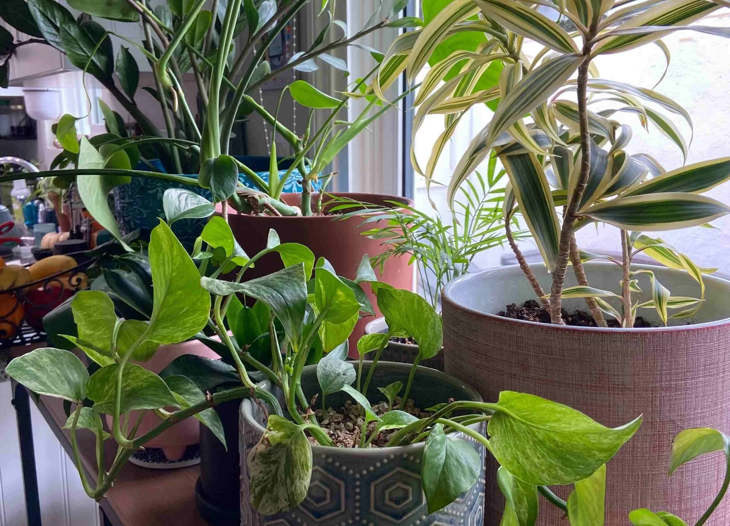 How to a Plant Mom and Grow Indoor Plants