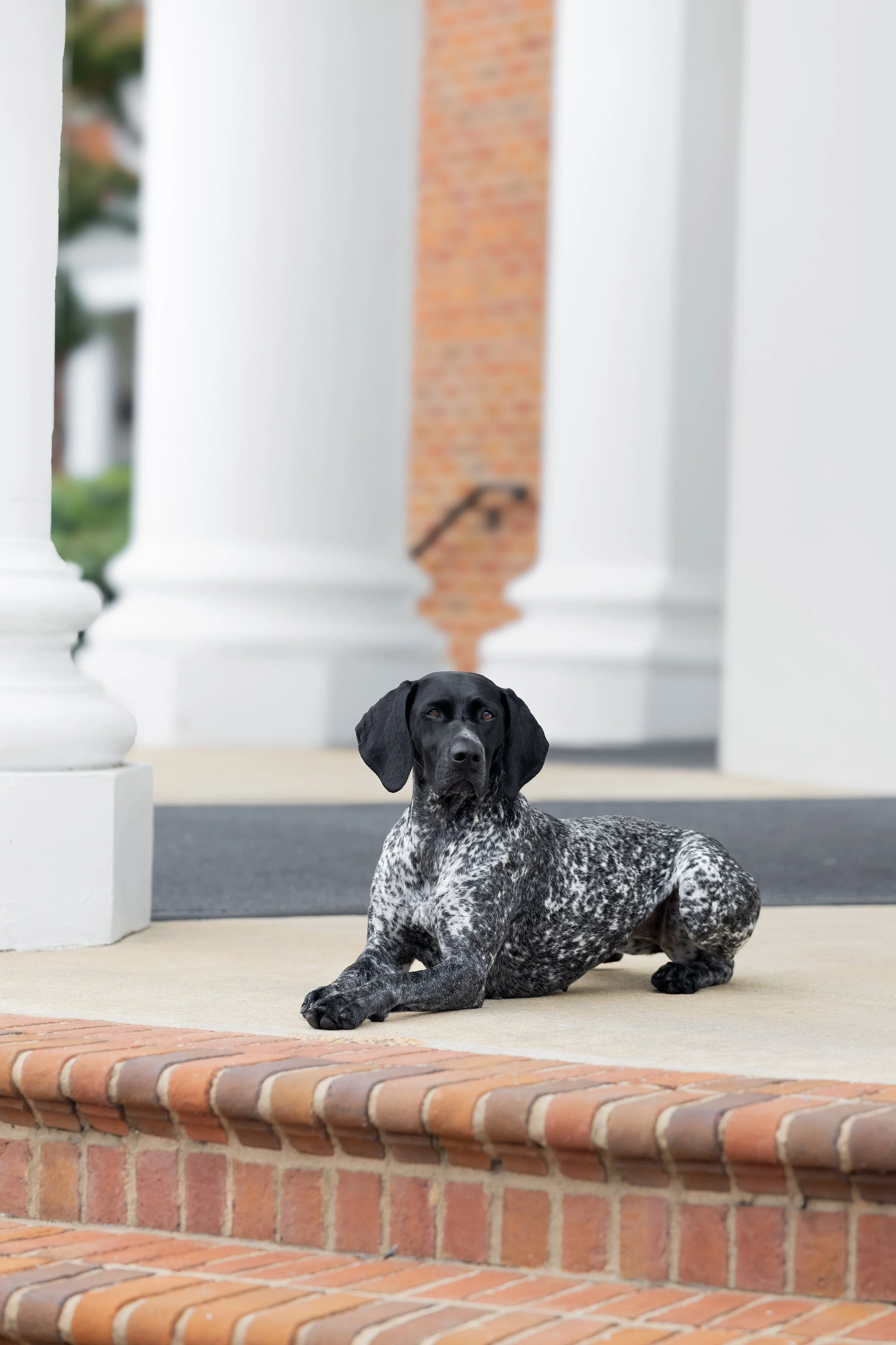 A black and white speckled dog lying on a brick sidewalk in front of a white house porch with white columns, brick steps, and a brick pillar.
