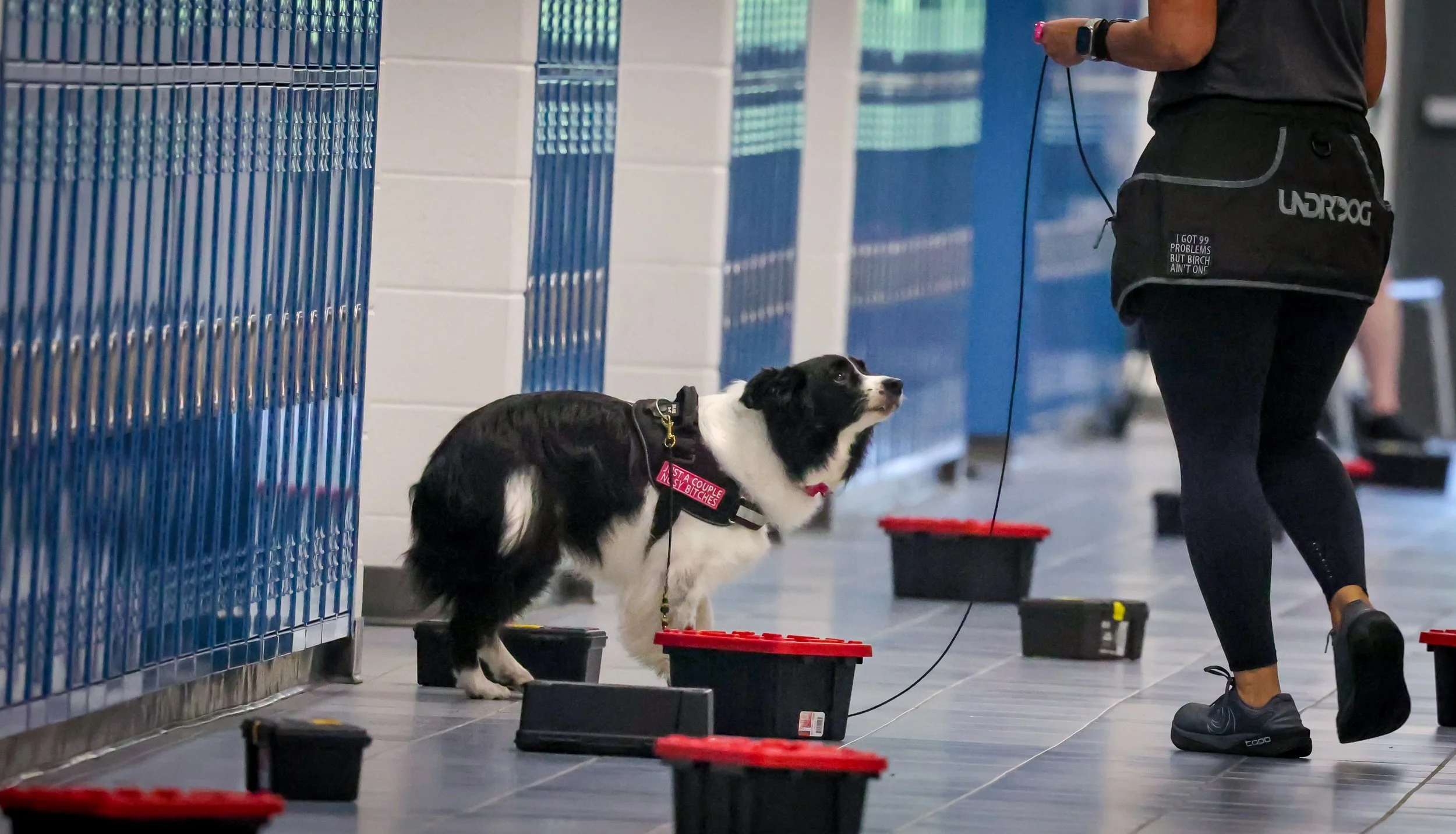 A black and white dog with a vest that reads "I got 99 problems but Birch ain't one" standing on the floor of a school hallway next to a row of blue lockers and a person in athletic clothing walking past. Running NACSW nosework event.