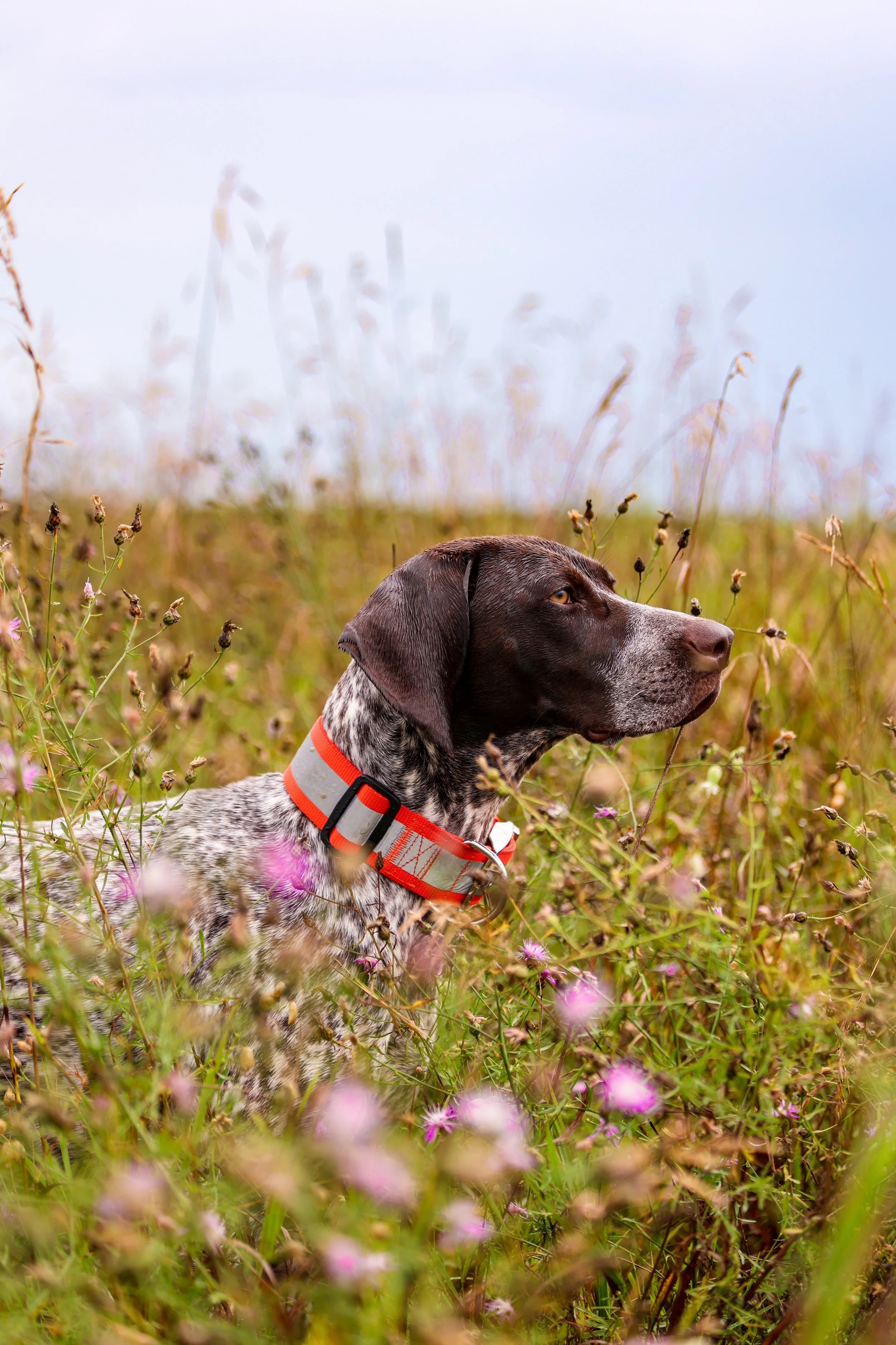 Dog with brown eyes and black and white fur, wearing a red collar, sitting in a field of tall grass and wildflowers, looking to the right.