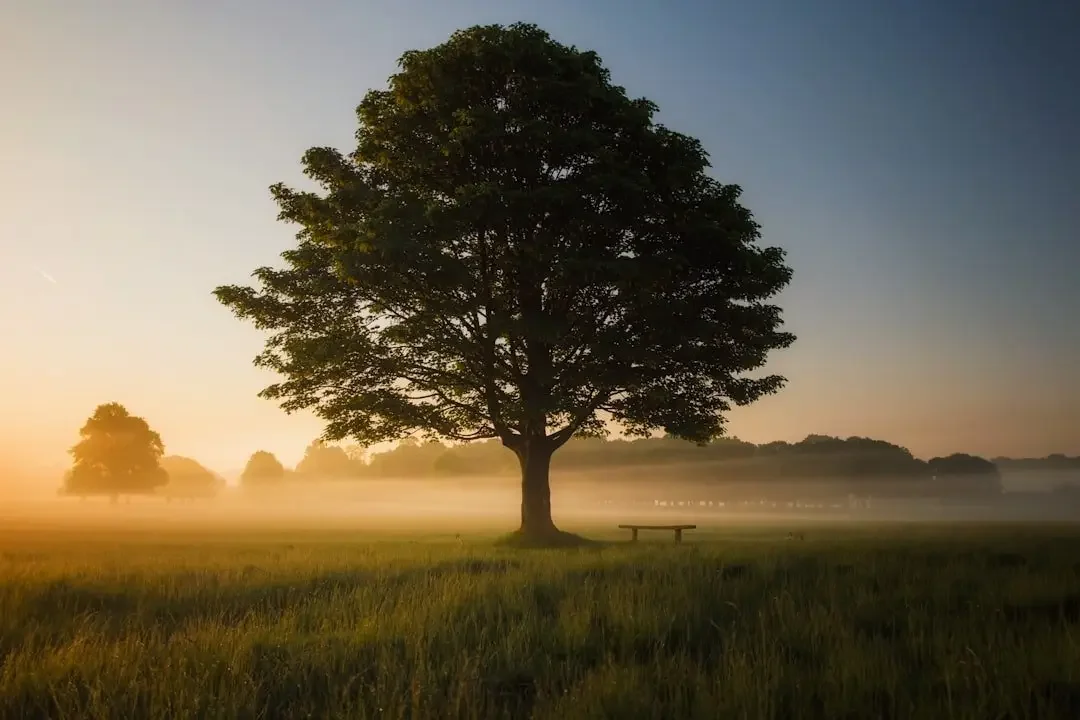 A large solitary tree in a grassy field at sunrise or sunset, with a bench nearby and fog in the background.