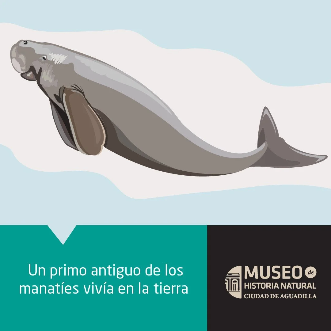 En el Caribe se han encontrado diferentes especies de dugongos primitivos adaptados a pasar tiempo en tierra firme. Estos mam&iacute;feros acu&aacute;ticos eran similares a los manat&iacute;es de hoy d&iacute;a. La diferencia m&aacute;s notable es su