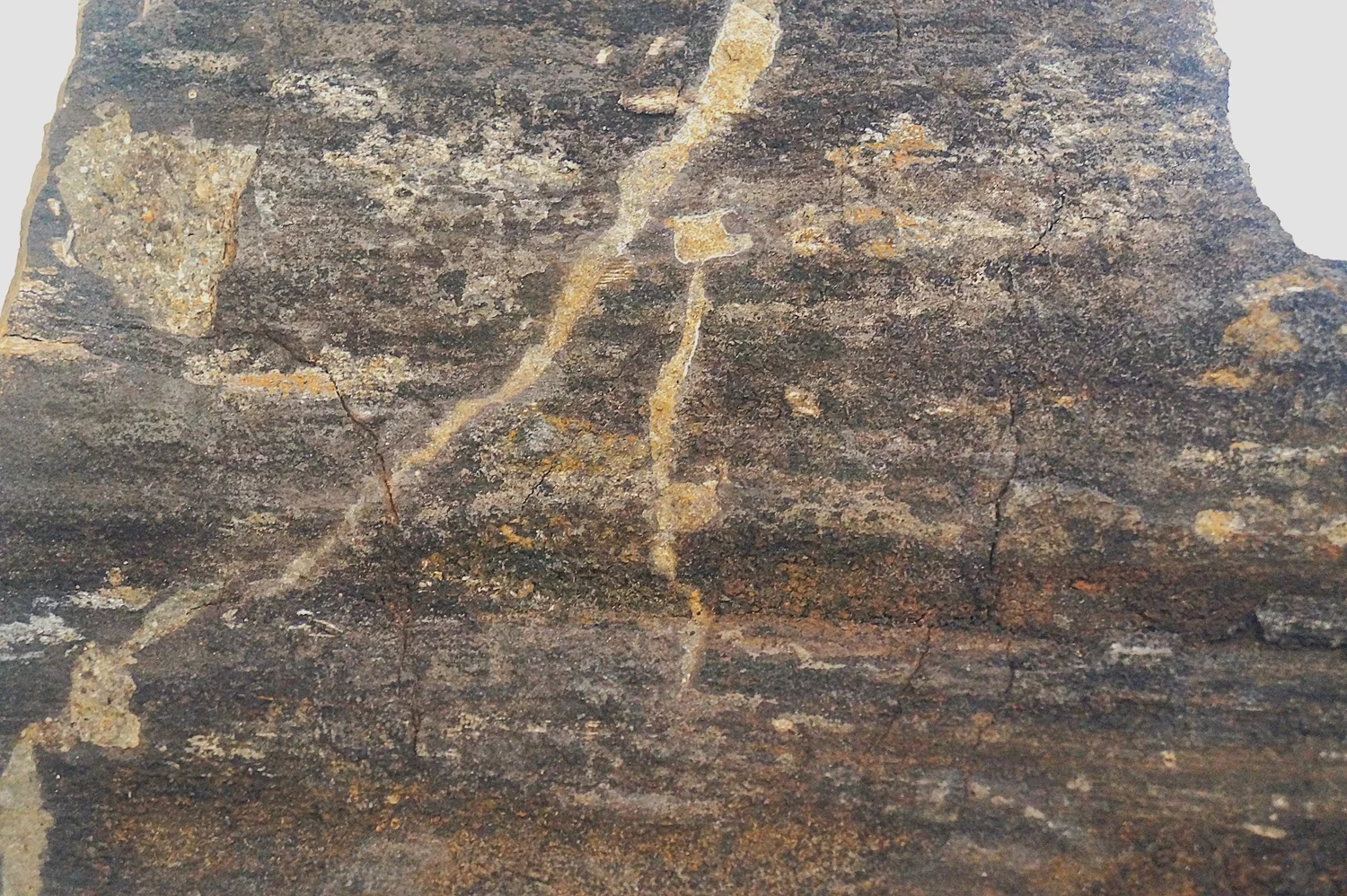 Museo de Historia Natural de Puerto Rico | Fósiles, Geología y ...