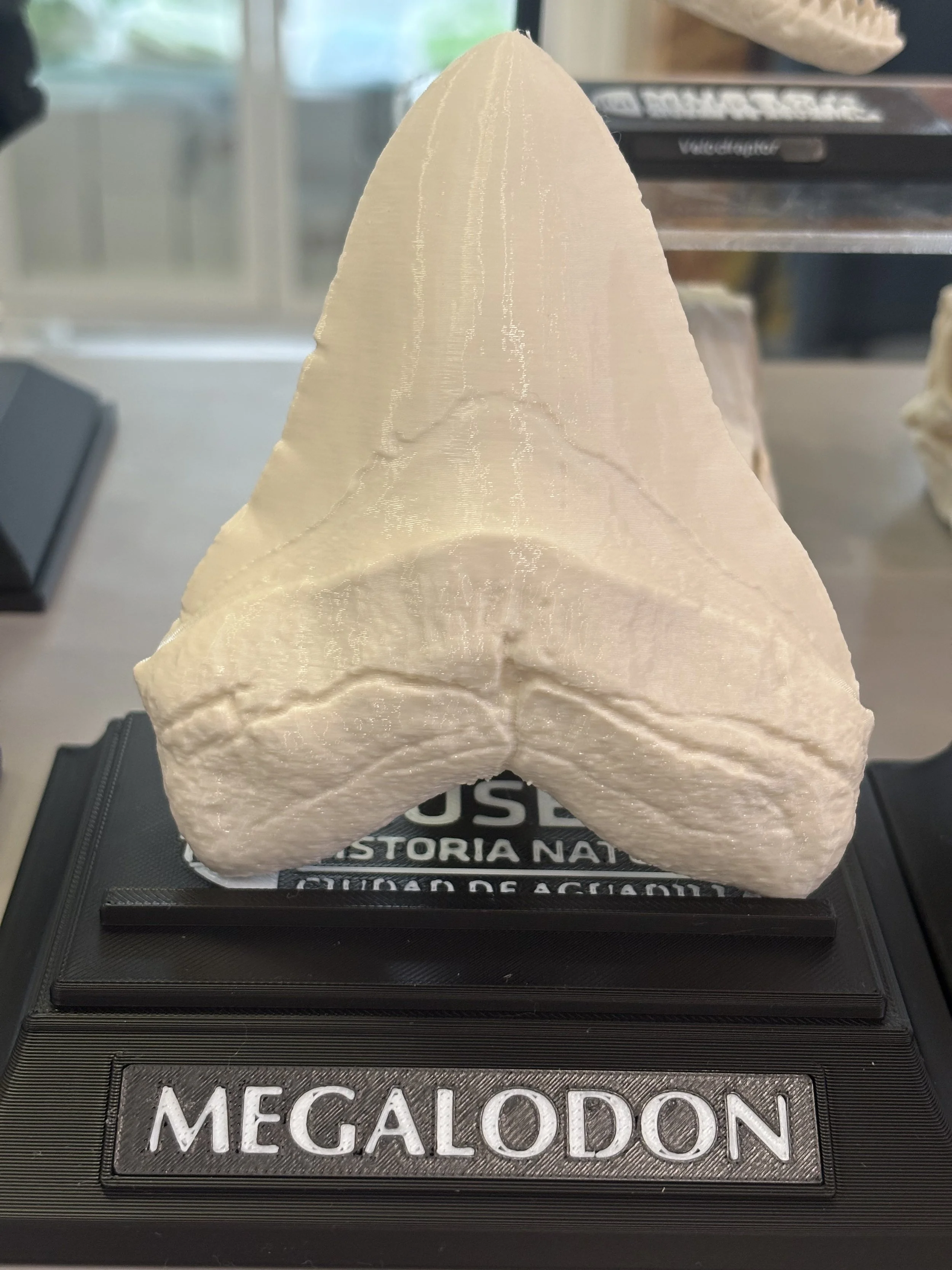 Megalodon Tooth