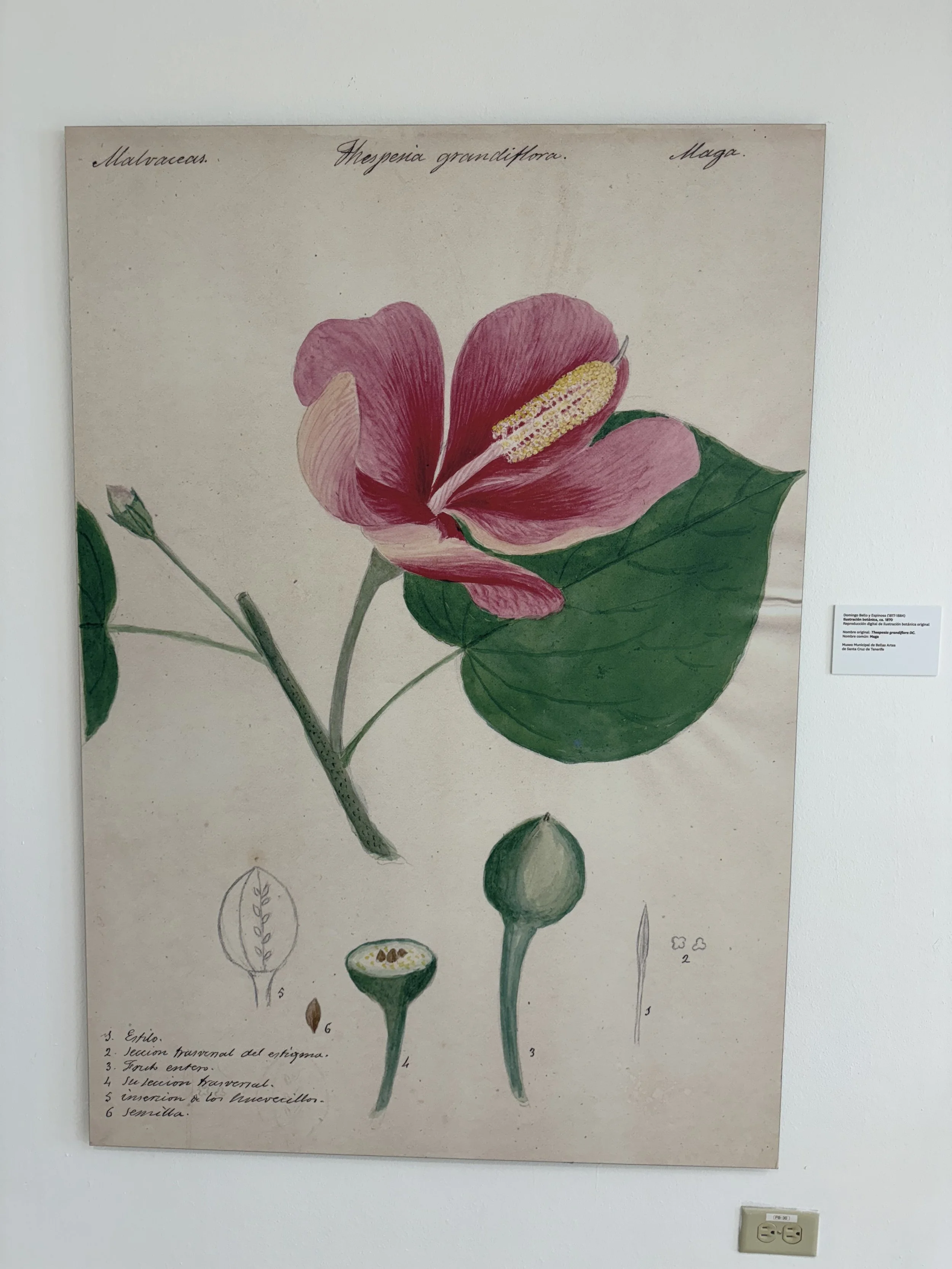 A botanical illustration of a pink mangrove flower with detailed leaves and seed diagrams, titled "Malvaceas" and "Theperia grandiflora".