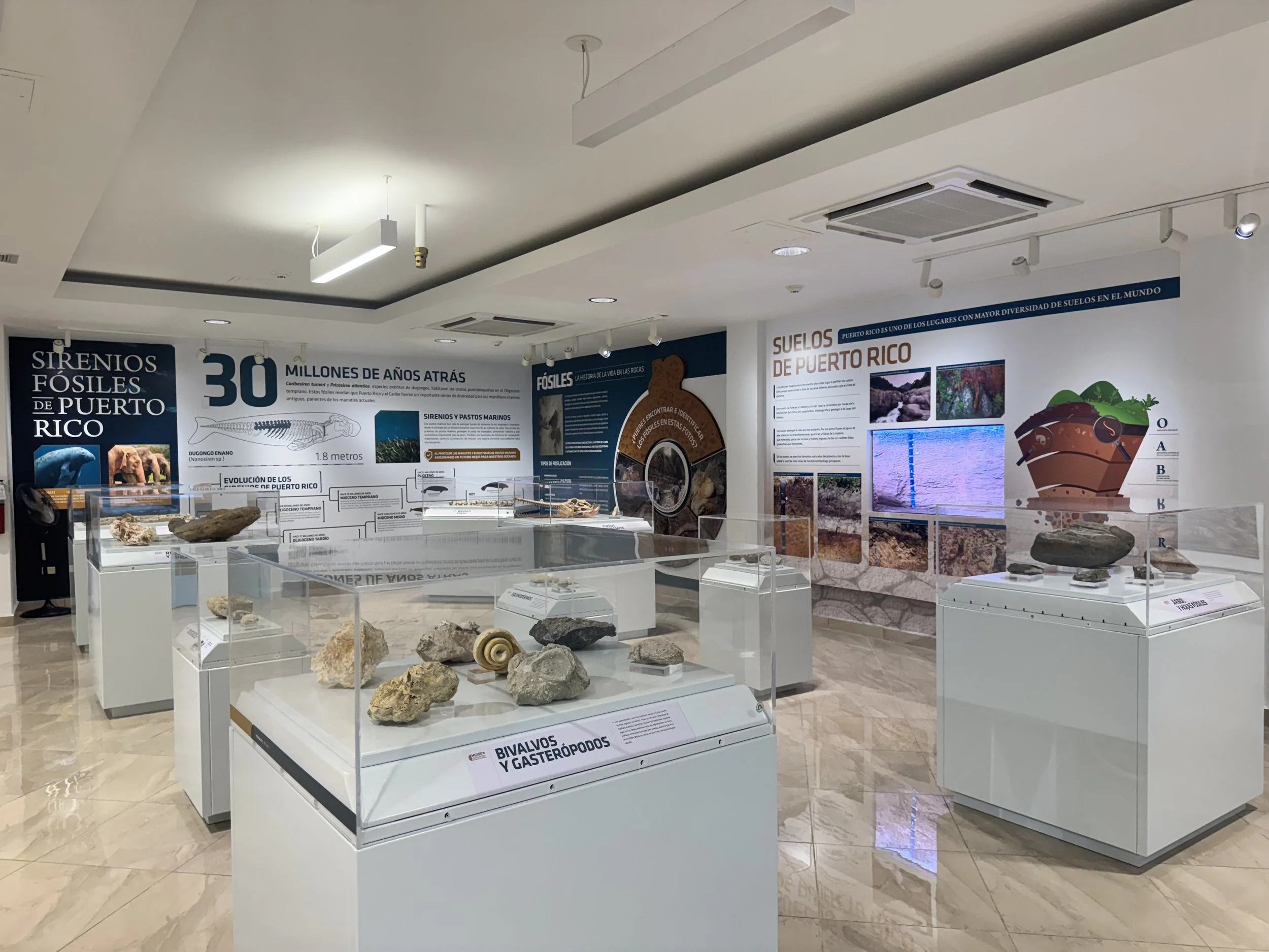 Exhibit in a museum with display cases containing fossils and rocks from Puerto Rico, informational posters, and diagrams about the fossils and soil of Puerto Rico.