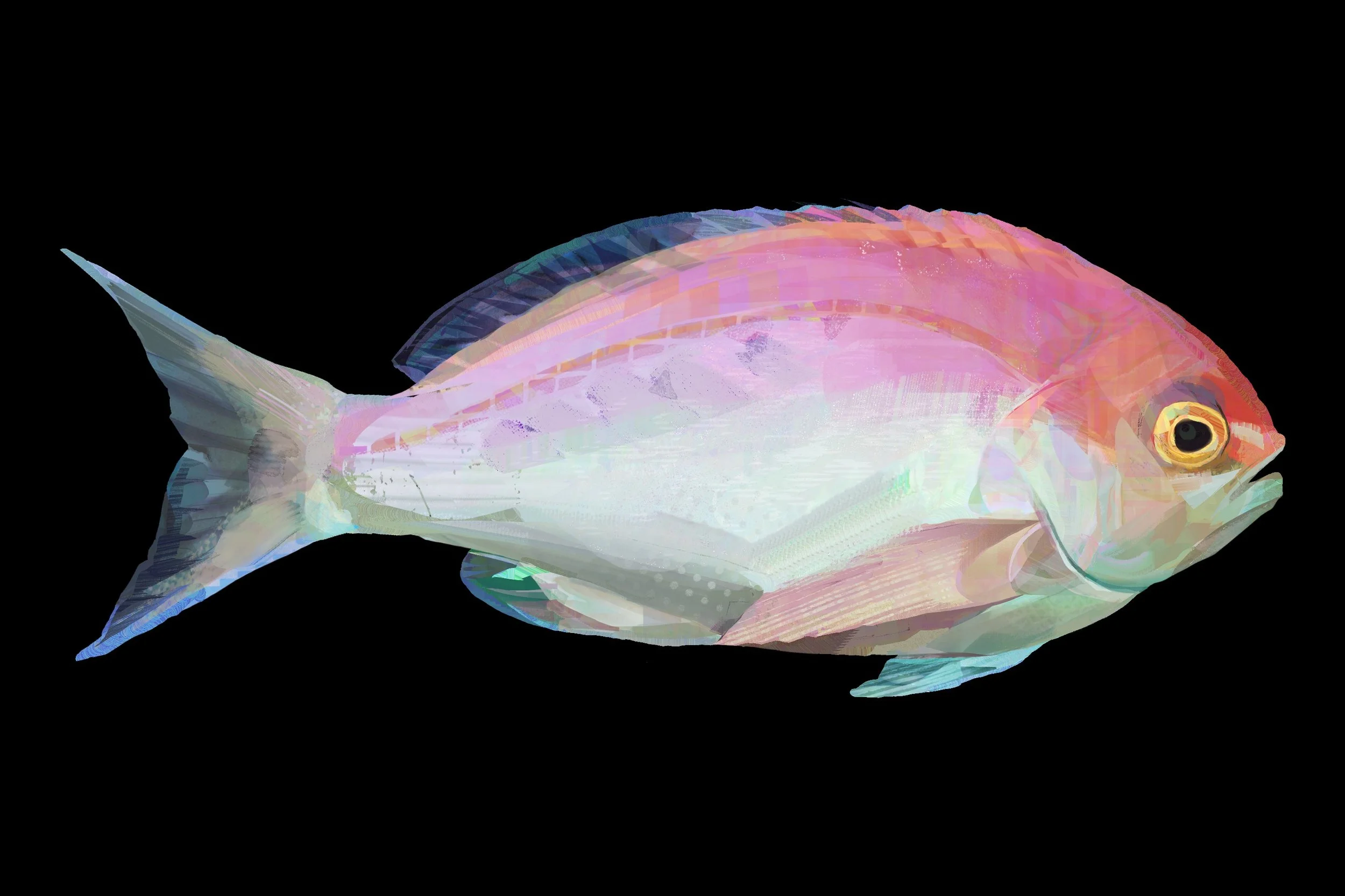 pinkfish.jpeg