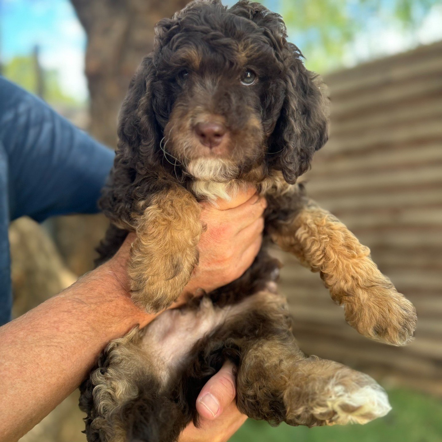 Leo is a beautiful dog with a rich brown coat that is highlighted by caramel and white accents. His overall appearance is as charming and delightful as his friendly personality. Leo absolutely loves engaging in a good game of tug of war with his favo