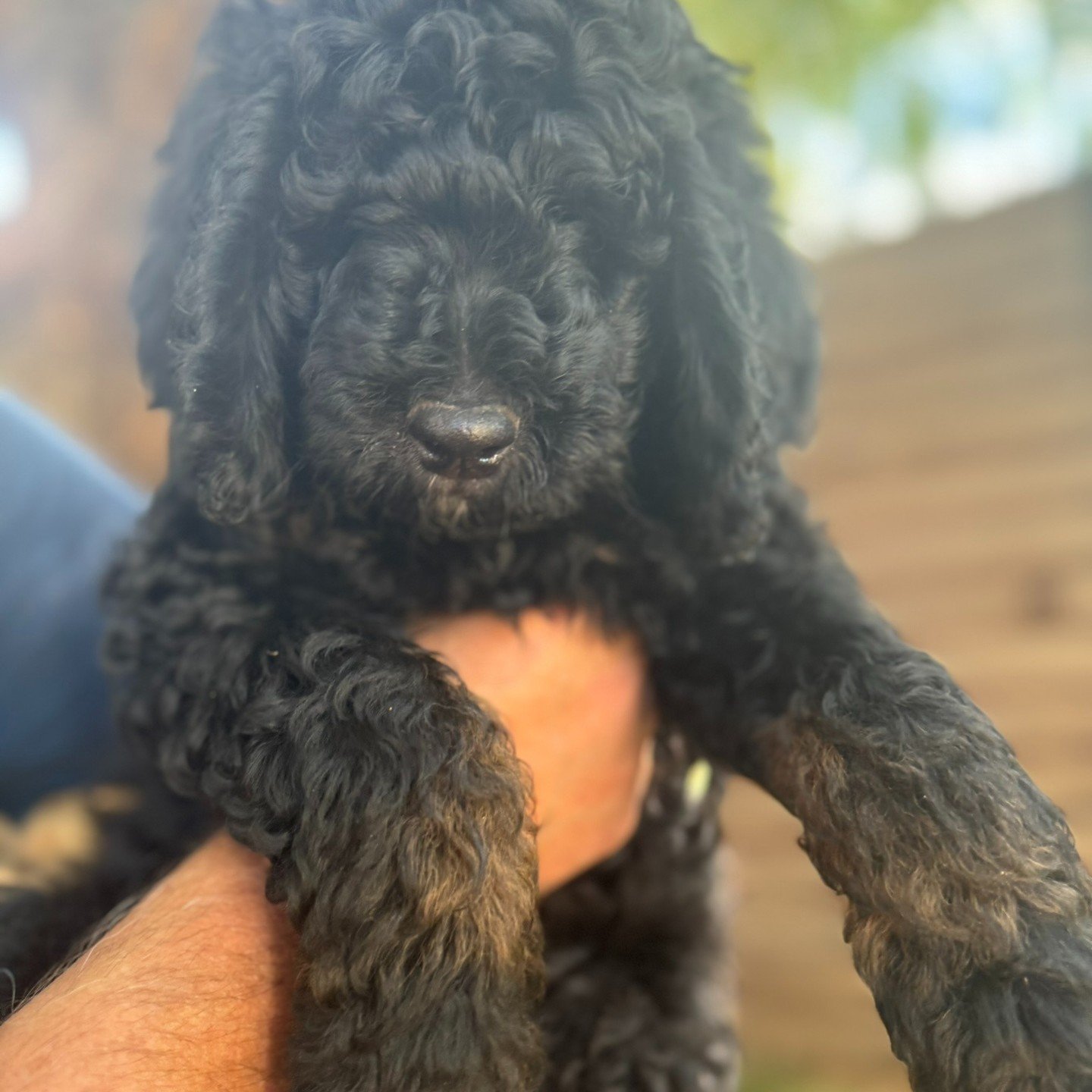 Oz is the biggest male of the litter. He is entirely black with striking copper-colored legs that add a unique flair to his appearance. His coat's color is still developing, which adds an element of anticipation for everyone, as he is sure to become 