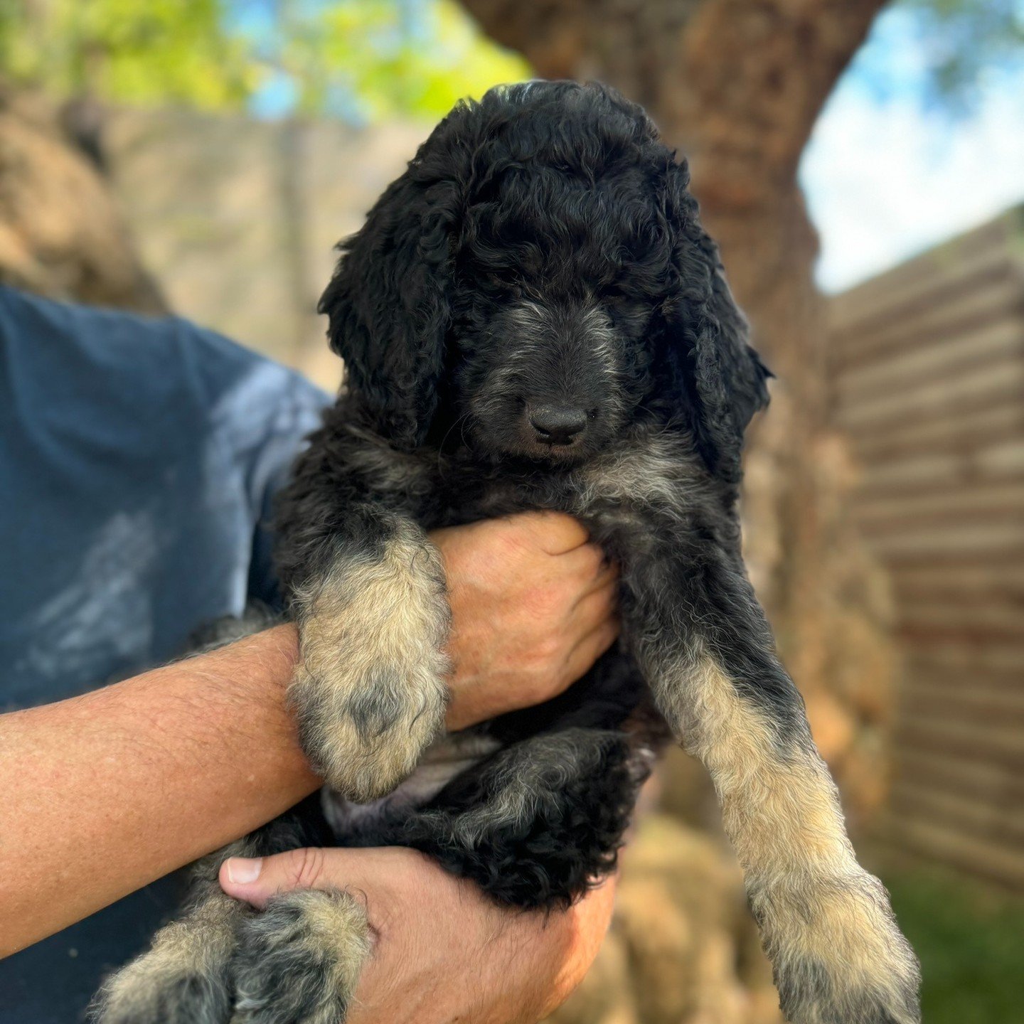 Glenda is a striking black female doodle, adorned with silver features on her nose and chest. Her legs showcase a unique blend of silver and light brown, adding to her captivating appearance. Her coloring continues to evolve, hinting at her dynamic p