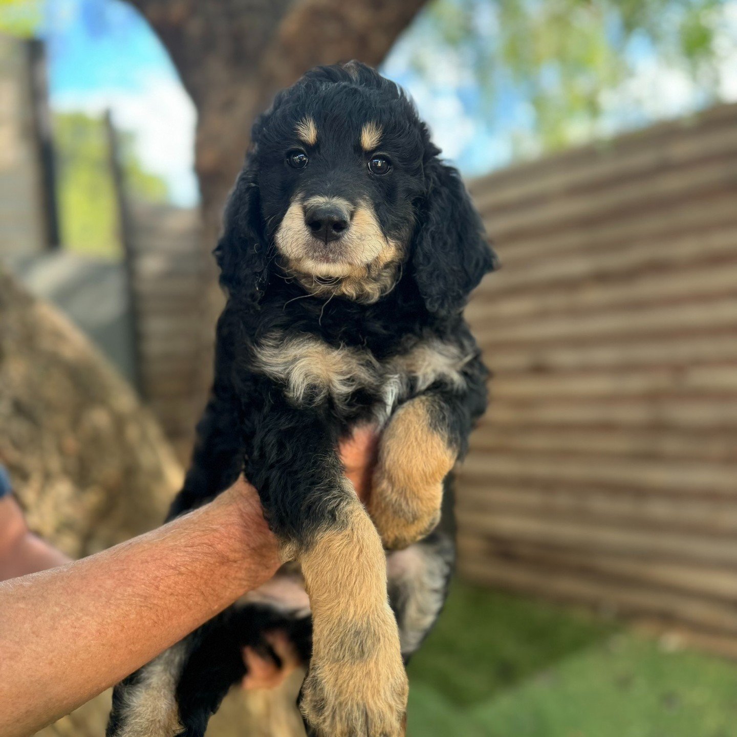 Scarecrow boasts the most striking coloring, characterized by his intense, expressive eyebrows and charming tan points. Unlike the other puppies, he has a slightly more pointed snout that gives him a unique and attractive appearance, making him quite