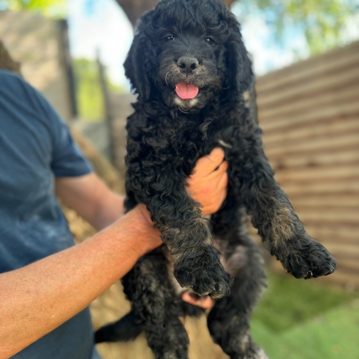 Toto is a charming black male dog with a tiny white patch on his chin and a distinct white star adorning his chest. As he continues to grow, he is expected to develop some stunning silver and gold coloring on his legs that will enhance his already st