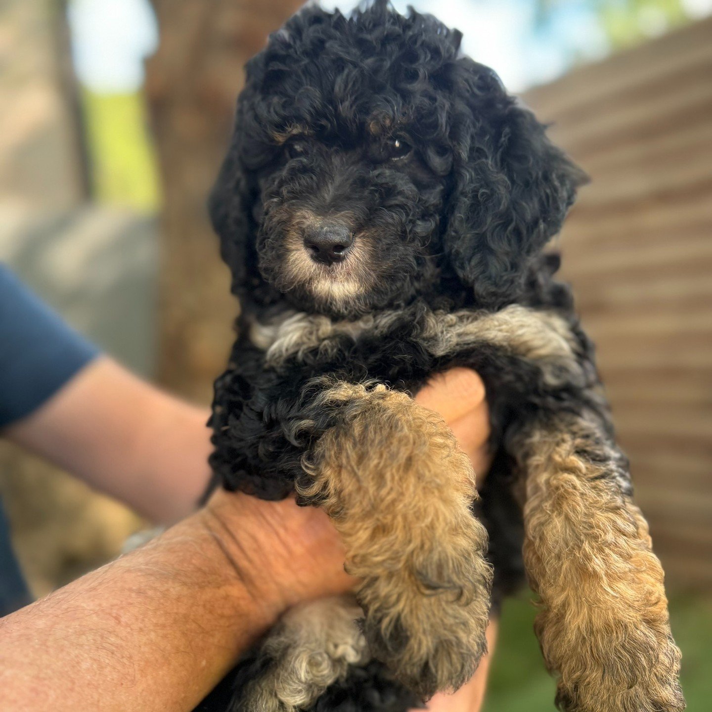 Dorothy is the littlest female in the litter, boasting striking markings that beautifully accentuate her adorable face and petite stature. Don&rsquo;t let her small size fool you; she is a spirited adventurer with a loving personality that shines bri