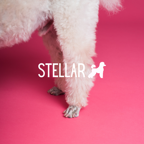 Close-up of a white fluffy poodle's leg on a pink background with the word 'Stellar' and a poodle silhouette overlay.