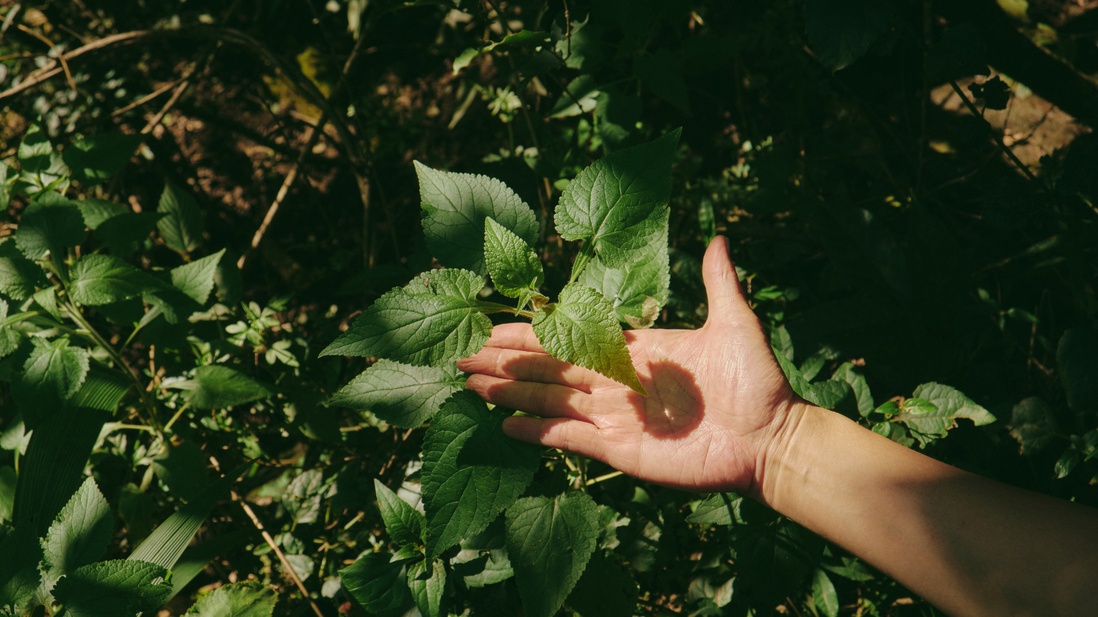 How to Rewire Your Brain: Neuroplasticity, Breathwork and the Power of New Pathways