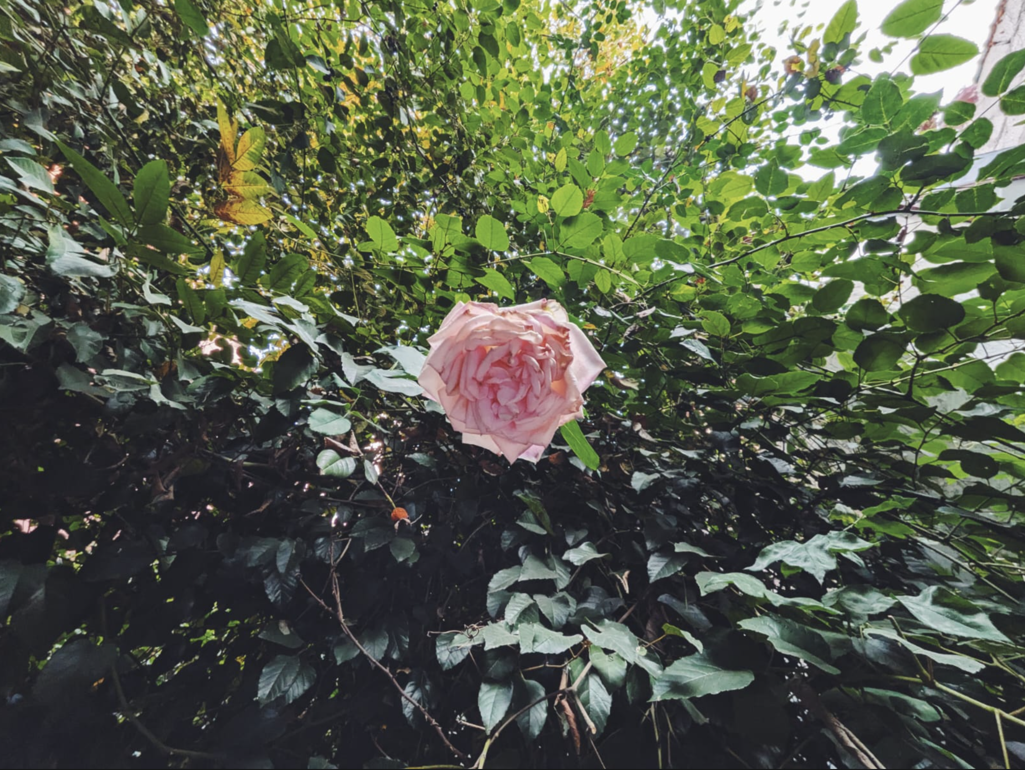 Screenshot 2026-01-19 at 8.18.48 PM.png