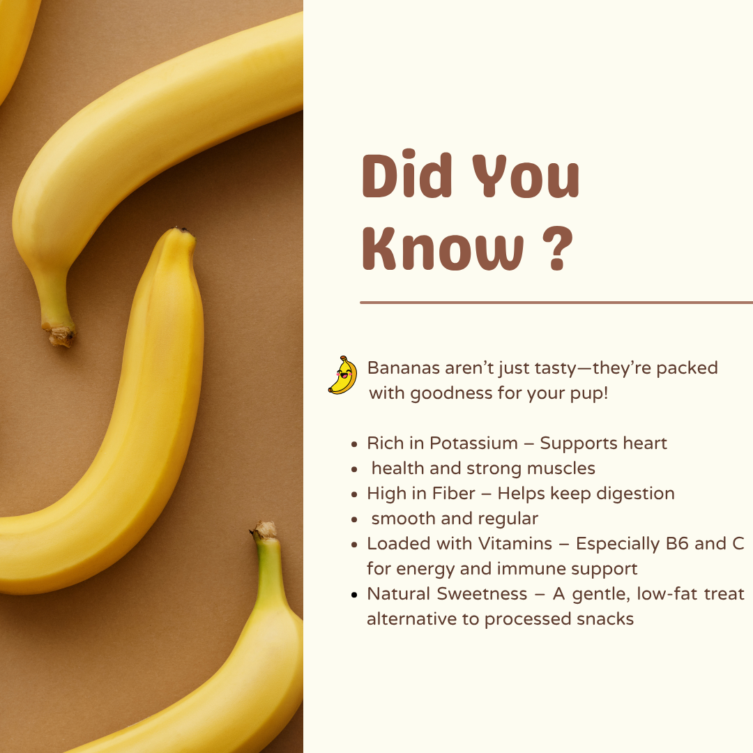🍌 Why Bananas Bananas aren’t just tasty—they’re packed with goodness for your pup! Rich in Potassium – Supports heart health and strong muscles High in Fiber – Helps keep digestion smooth and reg.png