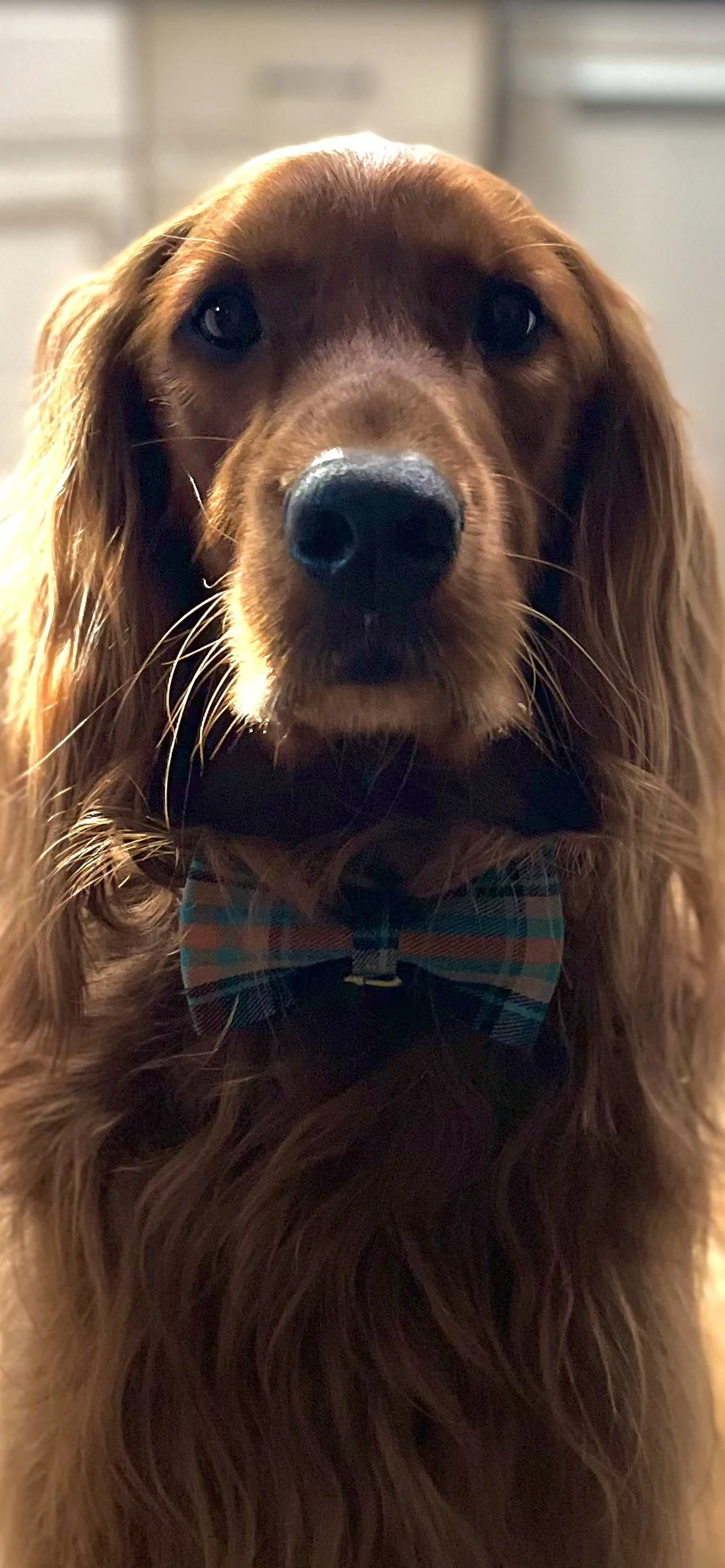 Fresh Ideas for Your Pup: Updates from “tin tin pet bakery”