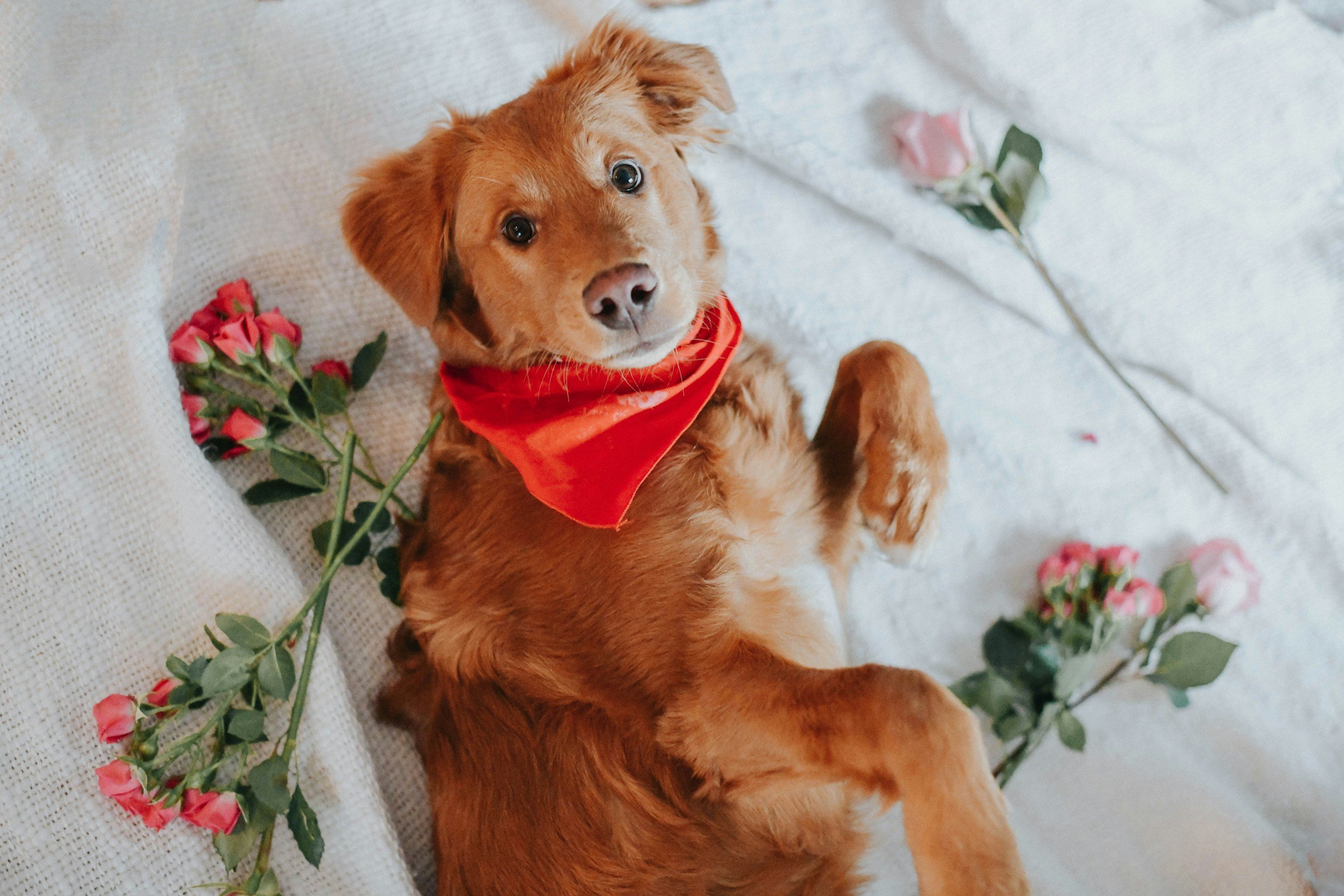 A cute brown puppy with a red bandana looking up while lying on a white textured surface surrounded by pink roses.