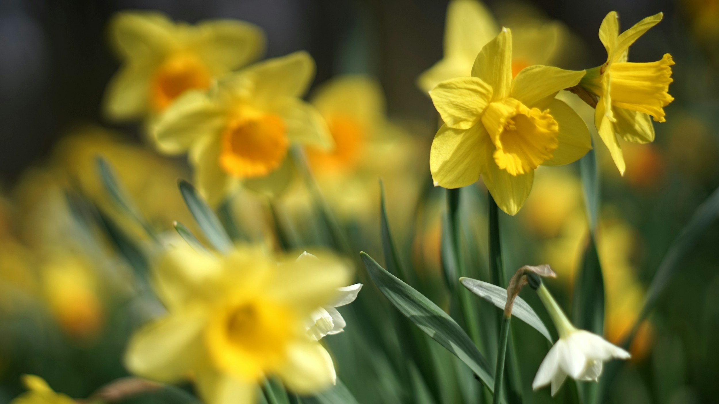 Yellow daffodils blooming in a garden with green leaves and soft focus background.