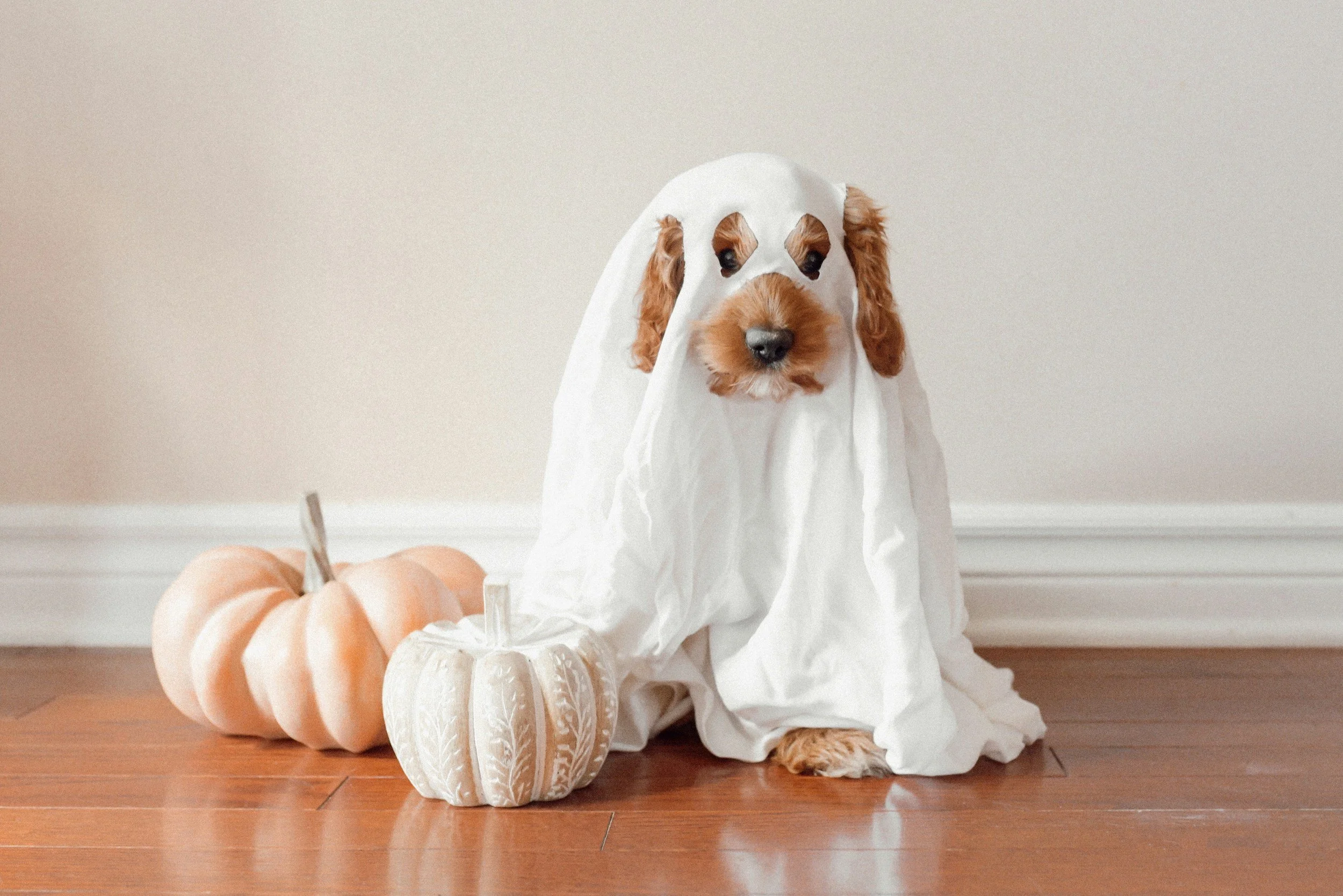 A dog dressed as a ghost sitting next to two pumpkins, one orange and one white with a pattern, on a hardwood floor against a plain wall.