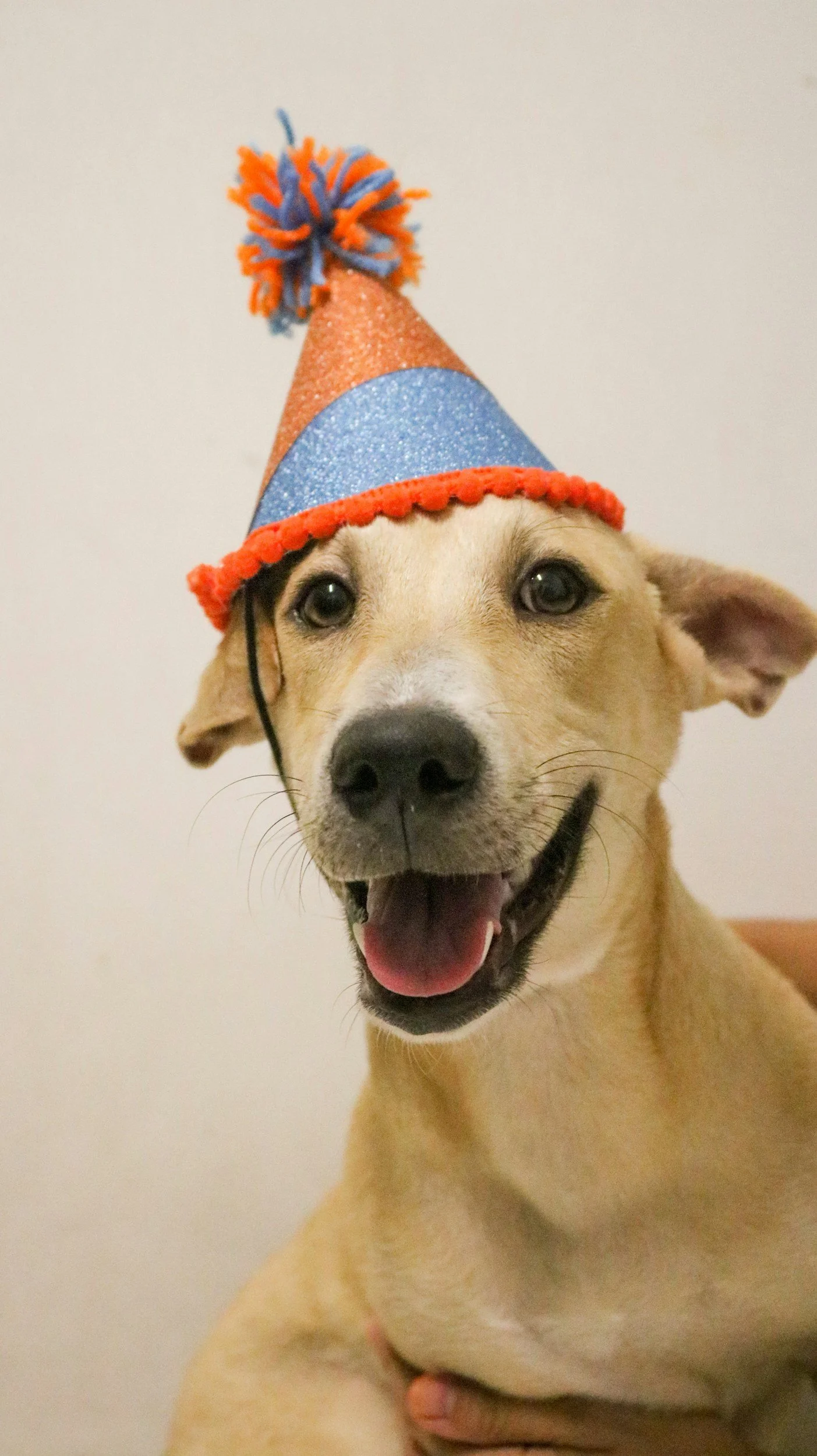 A happy dog wearing a colorful party hat with orange, blue, and glittery sections, topped with a pom-pom, against a plain background.