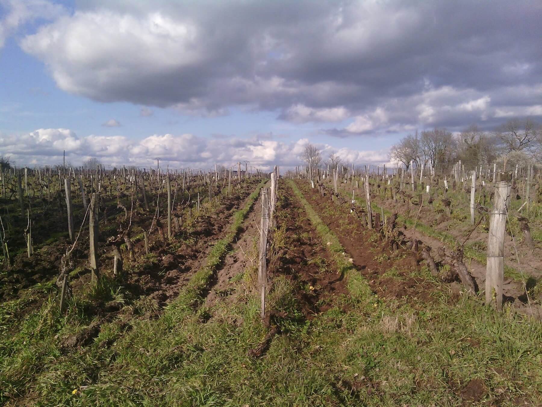 linara-wines-la-foile-lucé-1.jpg
