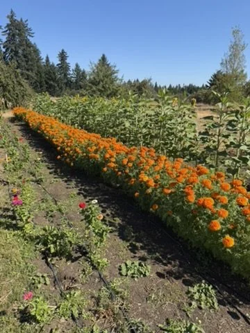 DBCA2412-4552-49FB-BCC1-18FDEE92B6ED_4_5005_c.jpeg