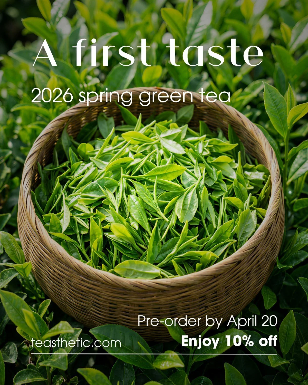 The new harvest is now underway.

Each year, we source a small selection of Pre-Qingming green teas from the core regions of China&mdash;picked in early spring, at their most tender and expressive.

These teas are vivid, fresh, and fleeting.
They are