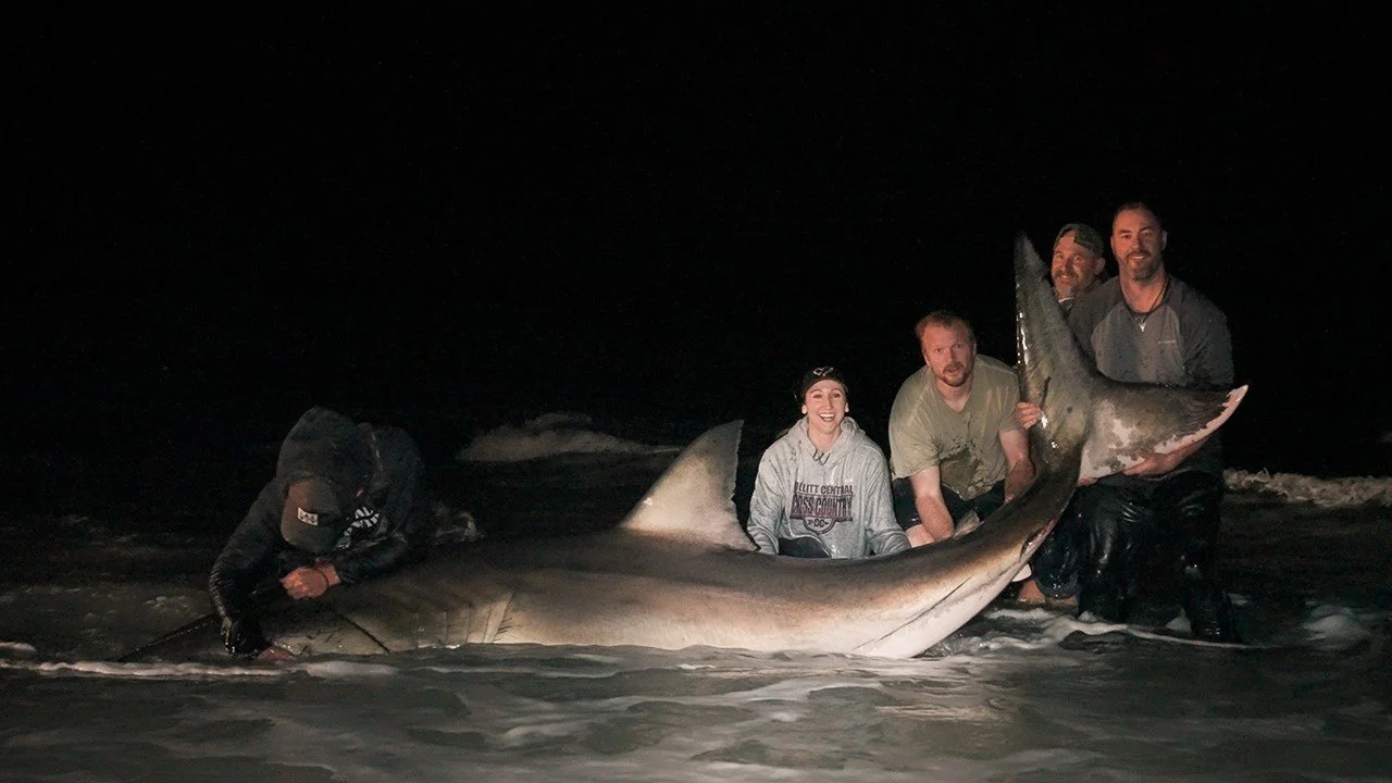 Great White Shark Caught Off Pensacola Beach