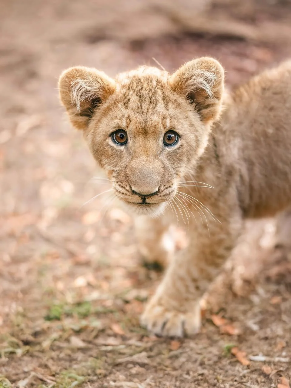 Lion Cubs to Make Public Debut at Gulf Breeze Zoo on Valentine’s Day