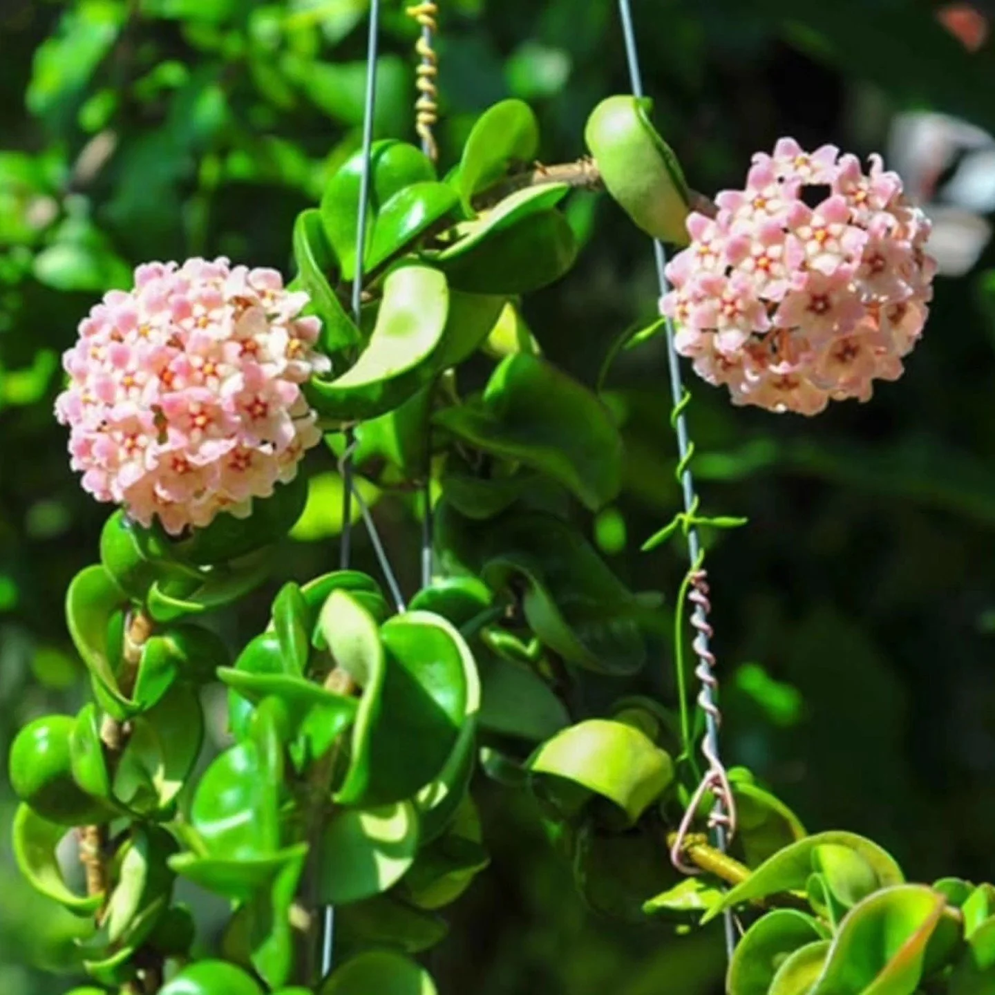 Spring PlantaPalooza at Gary’s Brewery &amp; Biergarten