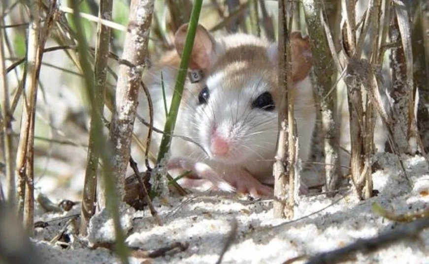 Beach Mouse and Dunes Day Celebrates the Perdido Key Beach Mouse at Johnson Beach
