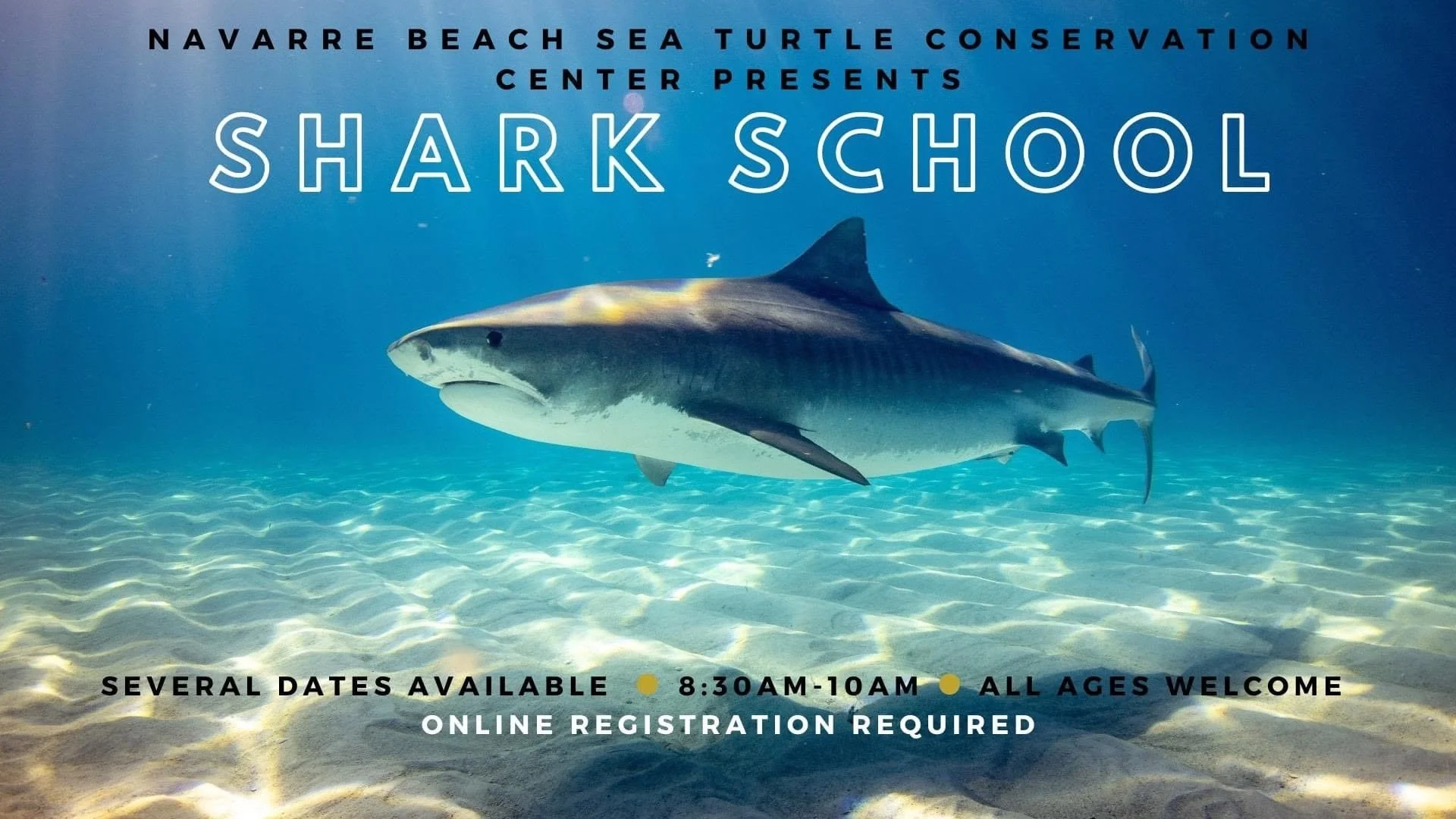Shark School Brings Gulf Coast Shark Education to Navarre Beach on July 2