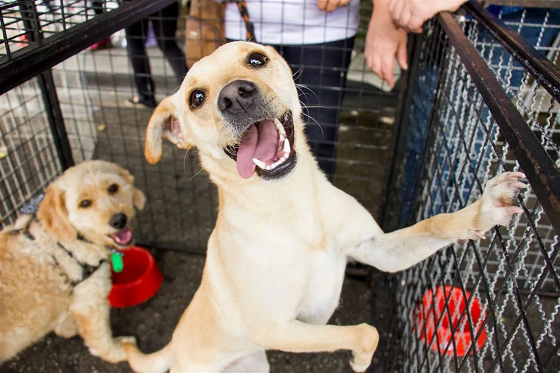 Free and $10 Pet Adoptions Begin Friday in Escambia and Santa Rosa Counties