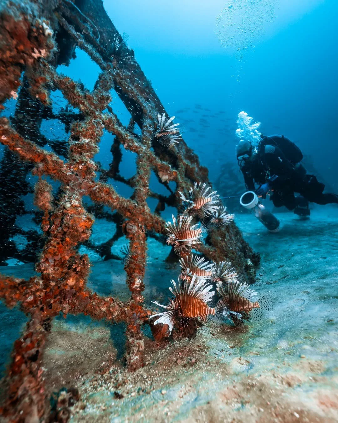 Pensacola Lionfish Invitational Brings Lionfish, Food and Conservation to Downtown Pensacola