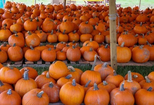 Things to Do This Week in Pensacola