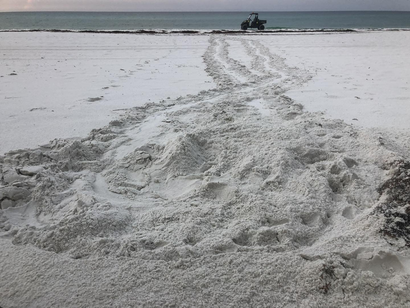 Pensacola Beach Sea Turtle Guide — Must Do Pensacola