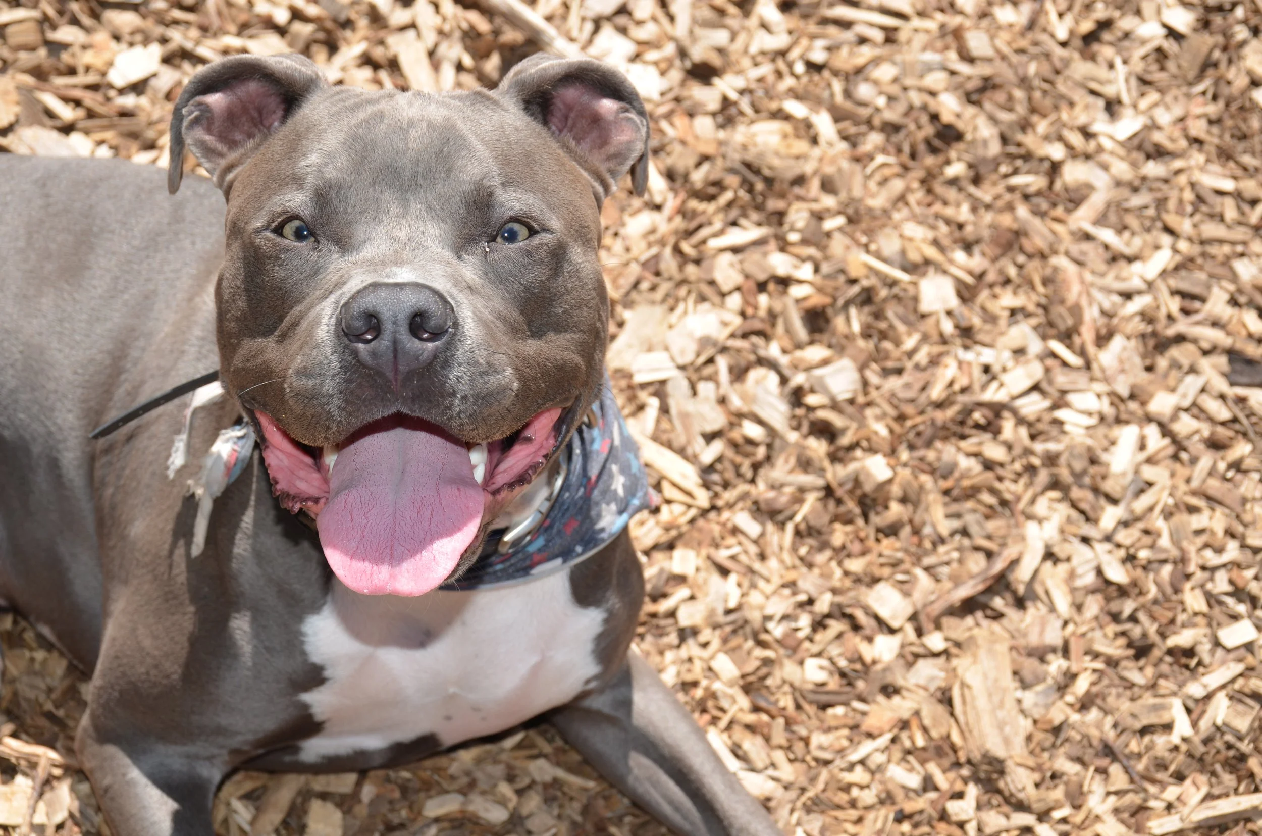 Bluebear 20 copy.JPG