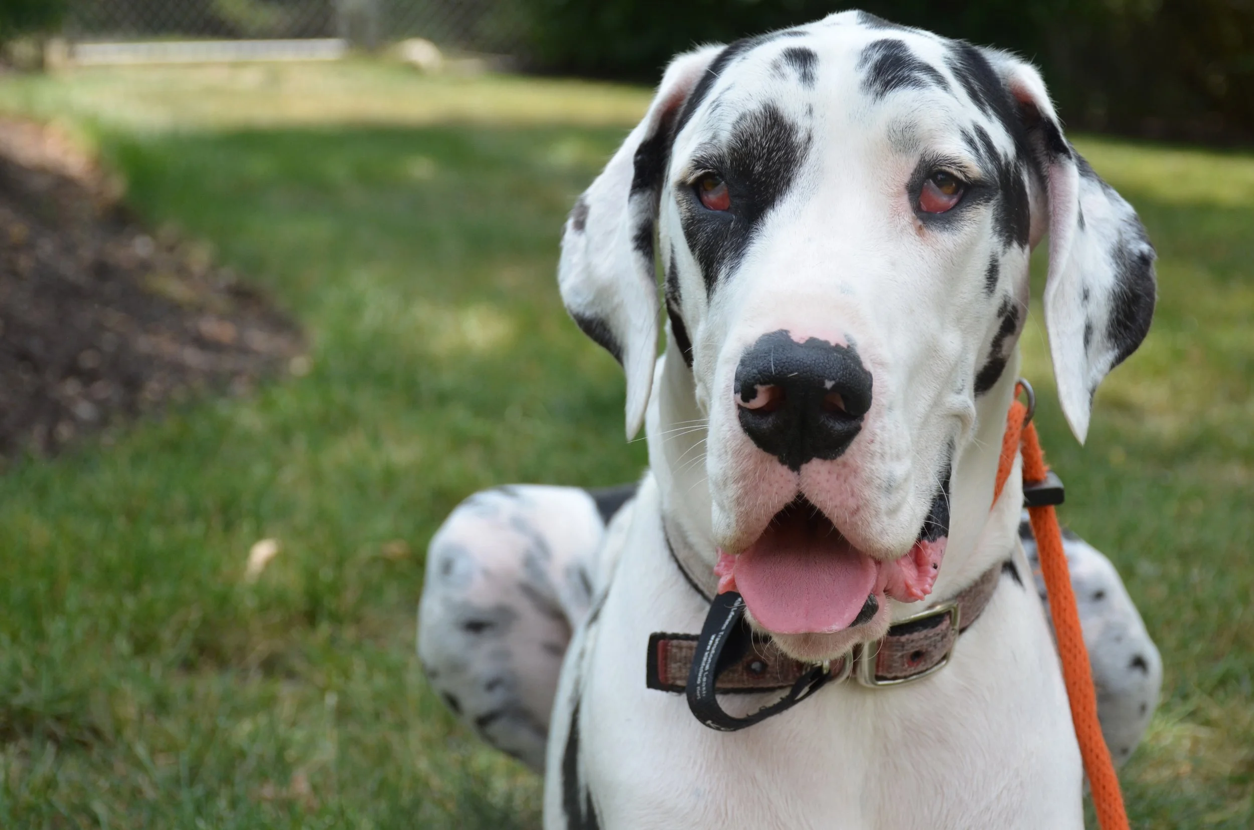 Charlotte 4 copy.jpg