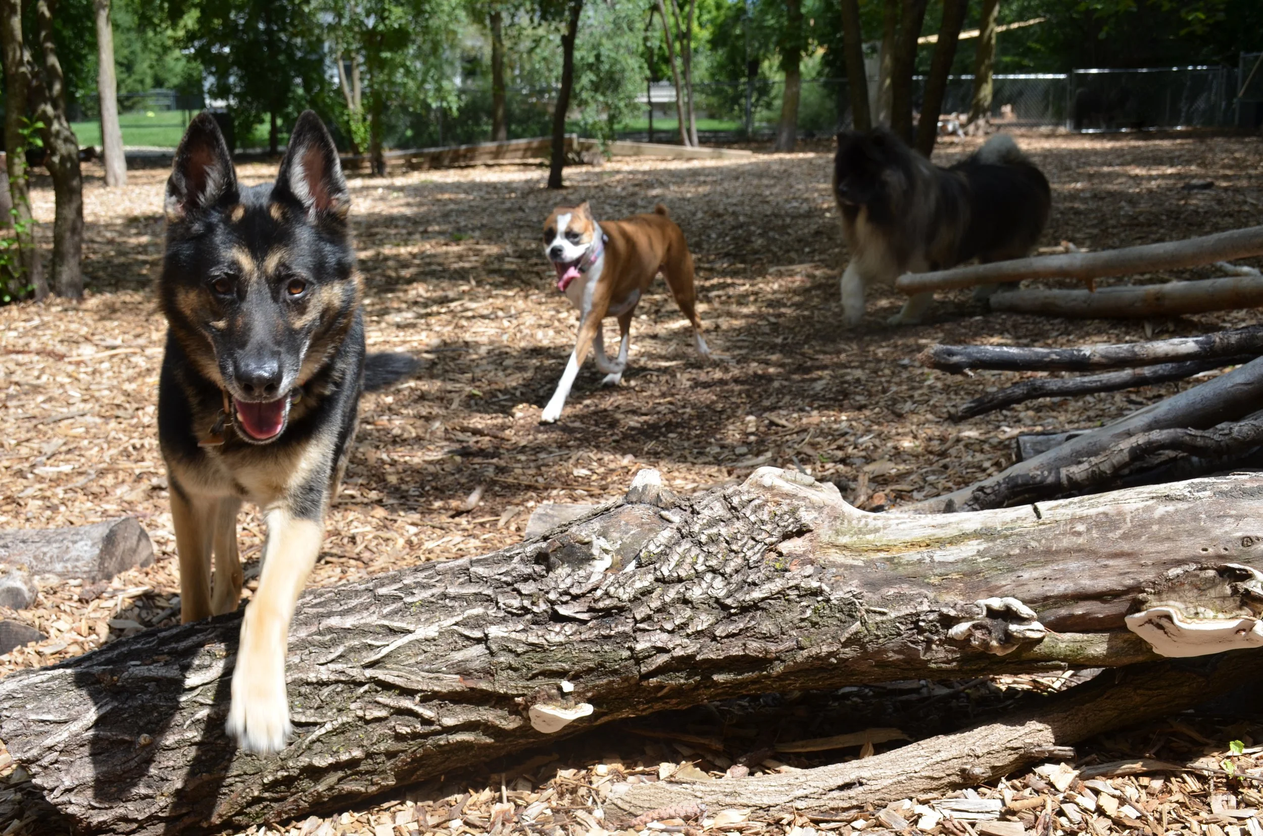 Lyra Mika and Riley 1 2 copy.jpg