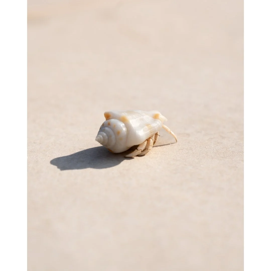 Untitled design (9).jpg