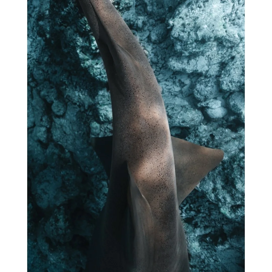 Untitled design (10).jpg