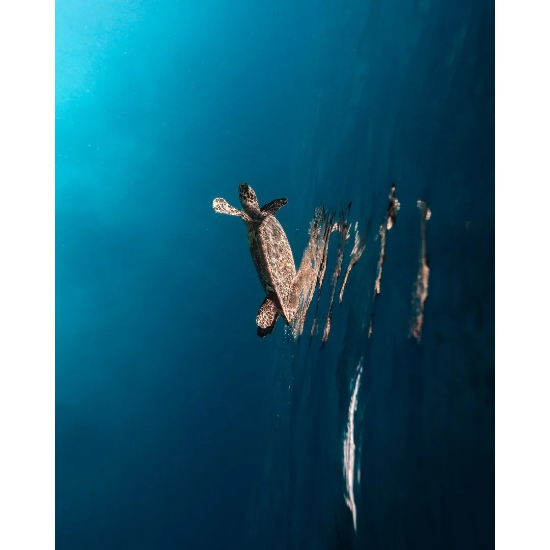 Untitled design (14).jpg