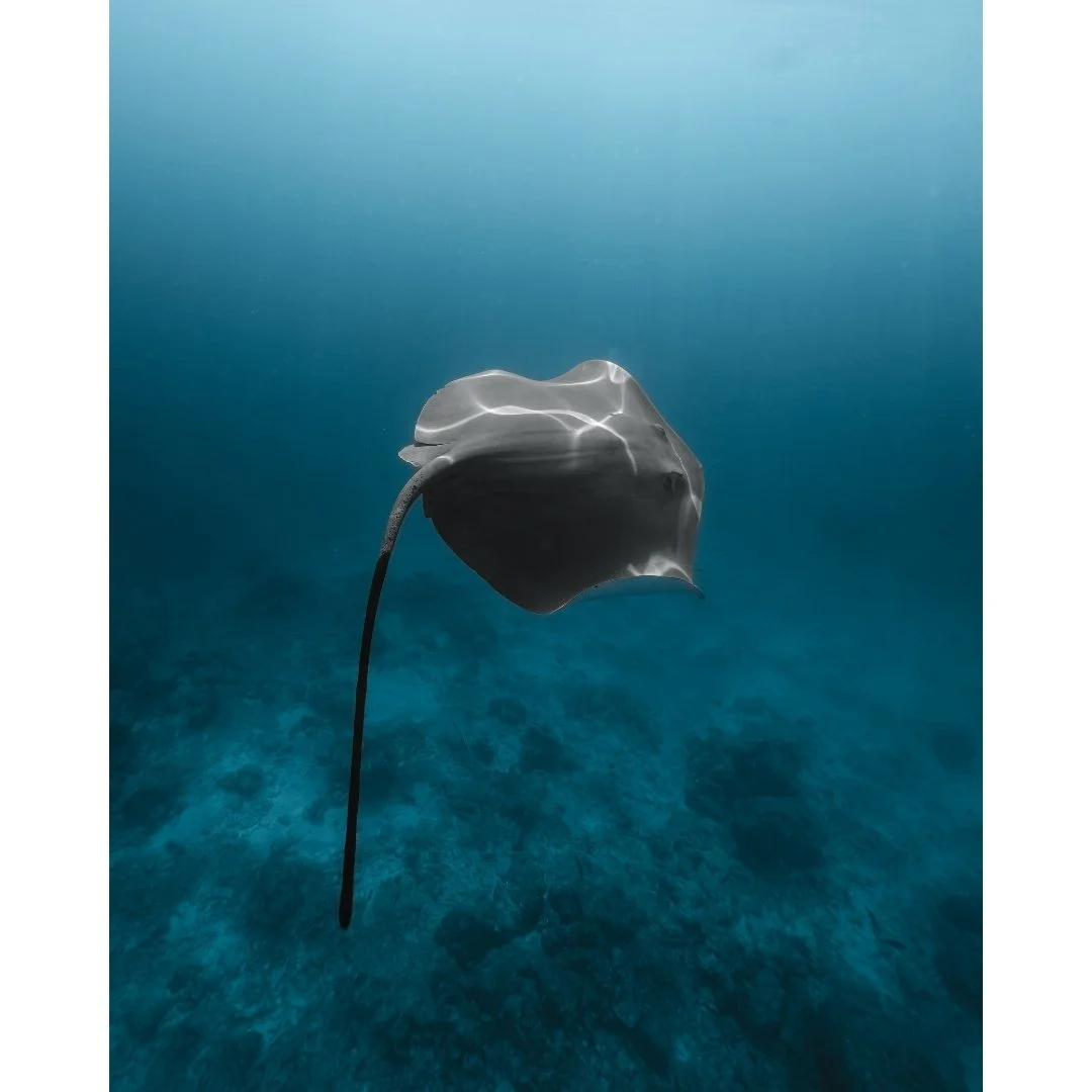 Untitled design (6).jpg