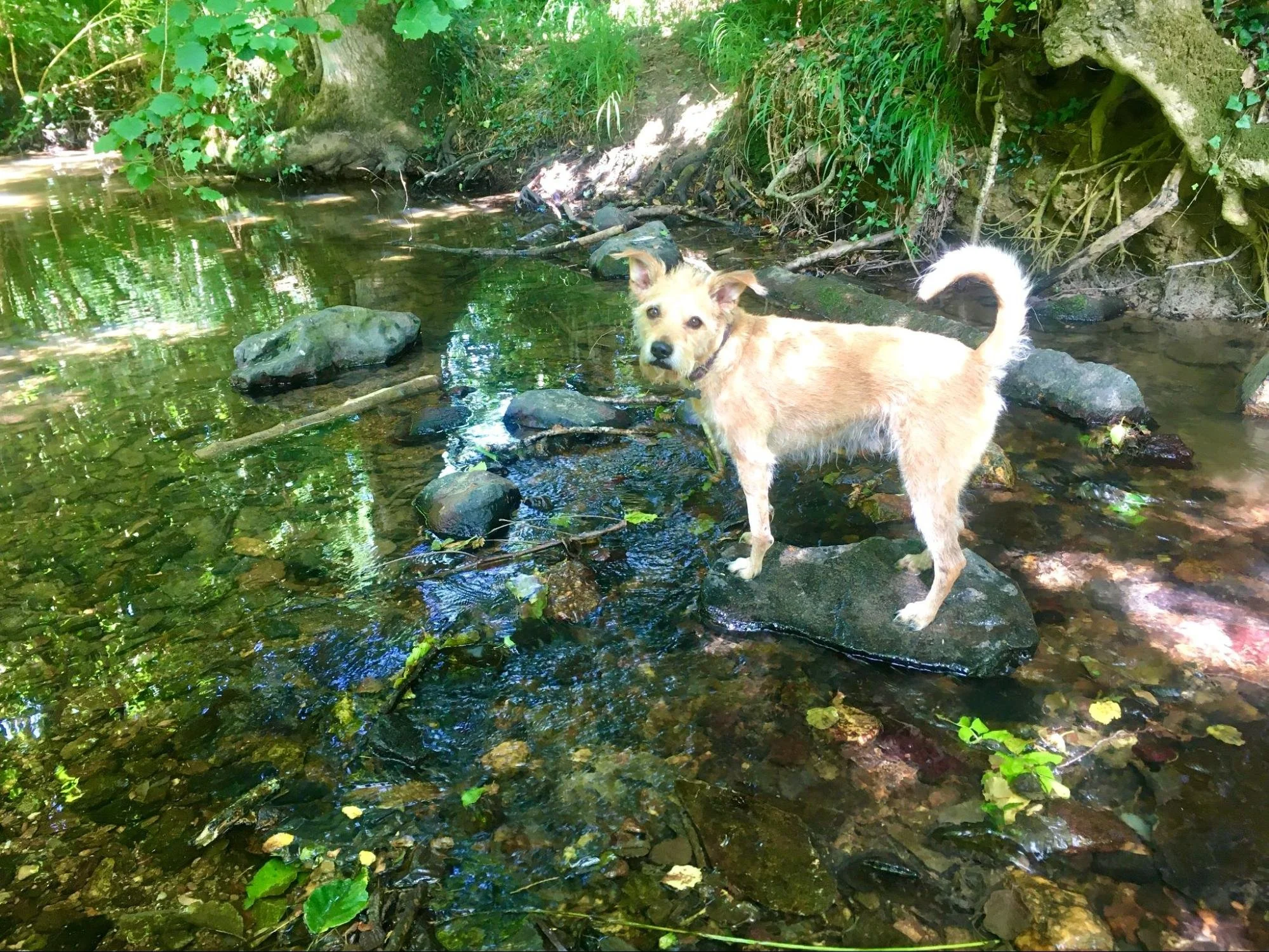 Protecting our rivers from an unlikely threat: pet flea treatments