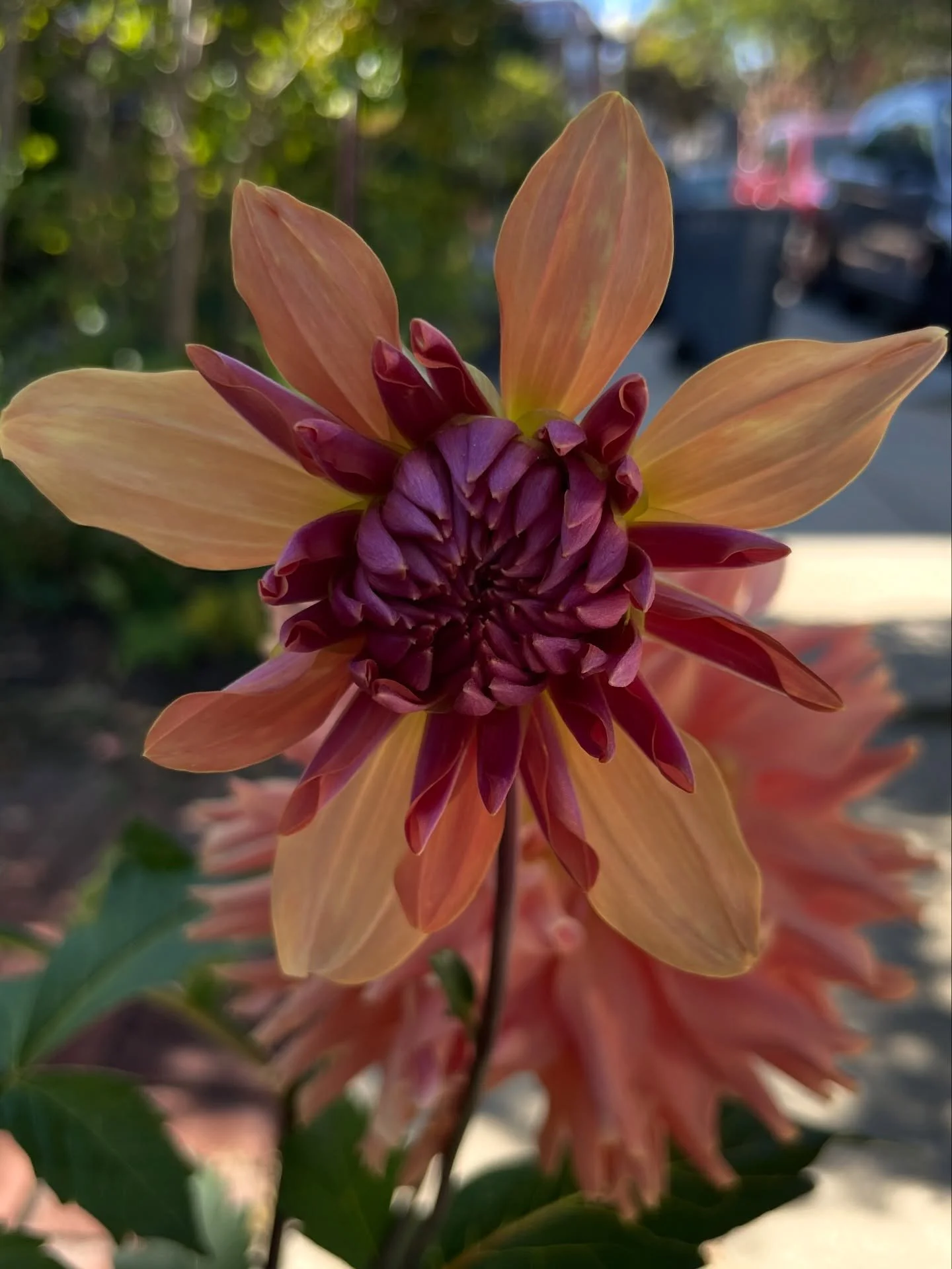 my heart is a garden &mdash; 
drinking in autumn
squash 
cardamom 
cinnamon, and dahlias. 

oh my sweet dahlias are in bloom &mdash; yay!