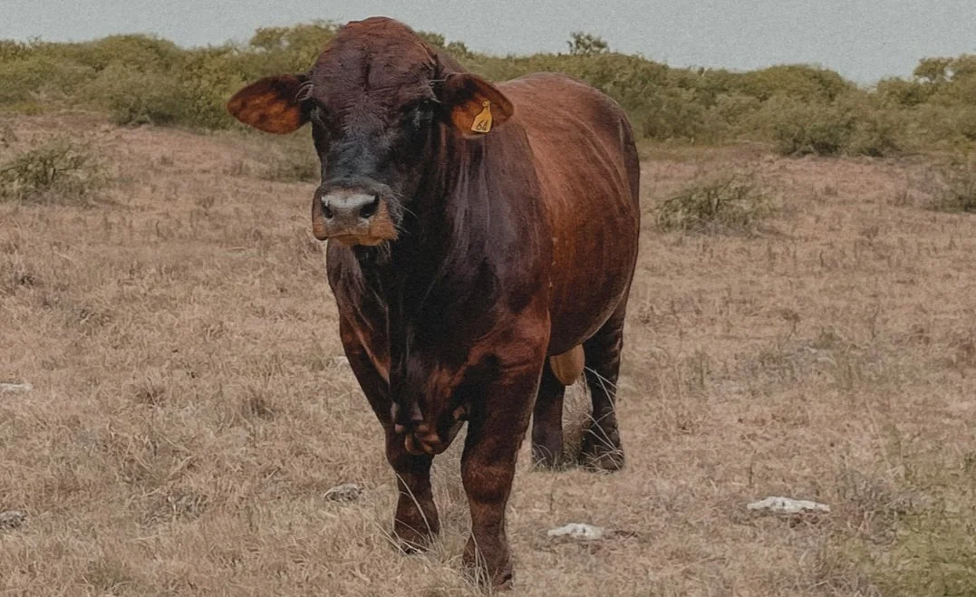 Screen Shot 2023-05-27 at 1.59.40 PM.jpg